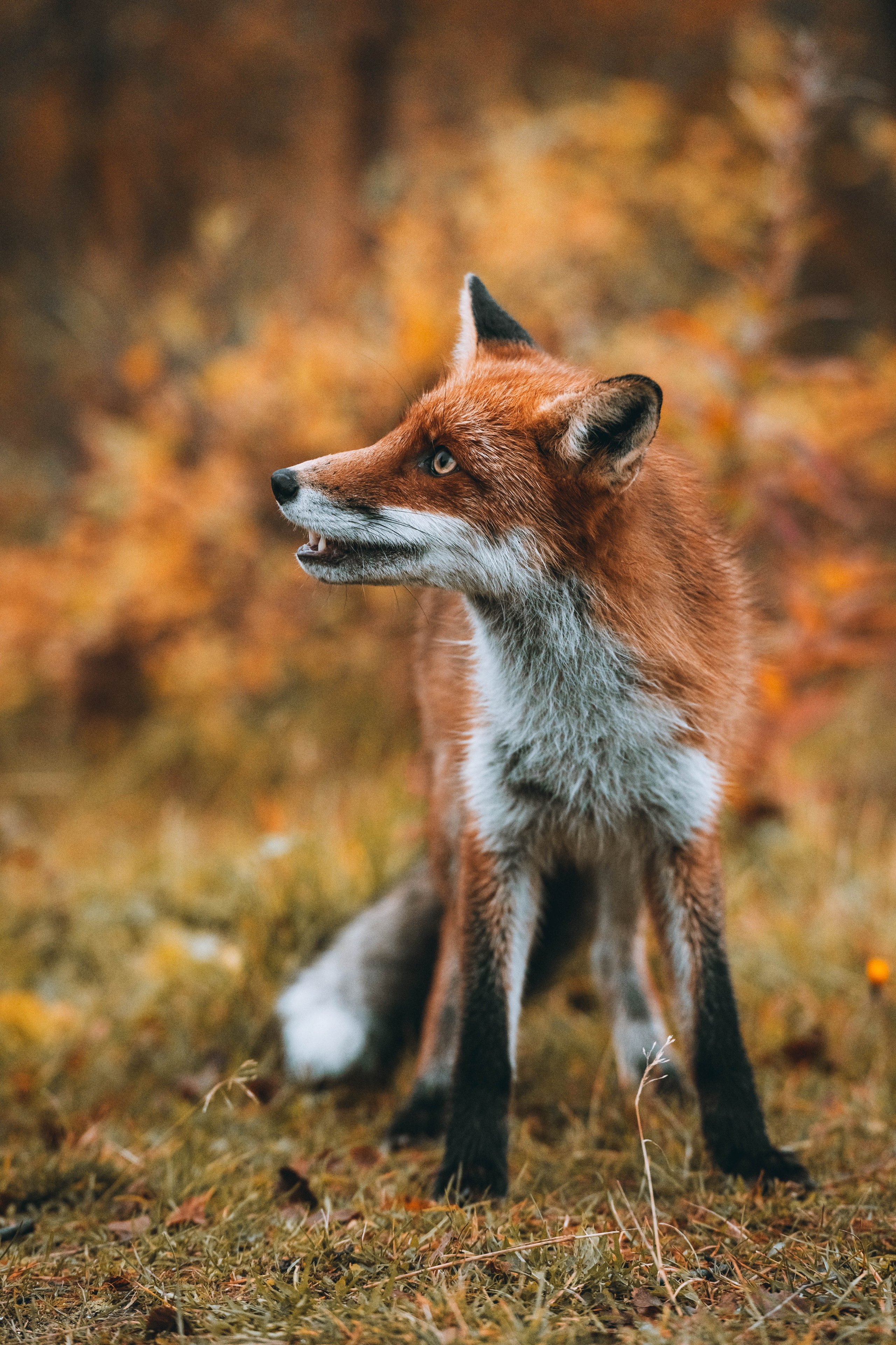 СЕВЕР. Event фотограф Степанова Александра