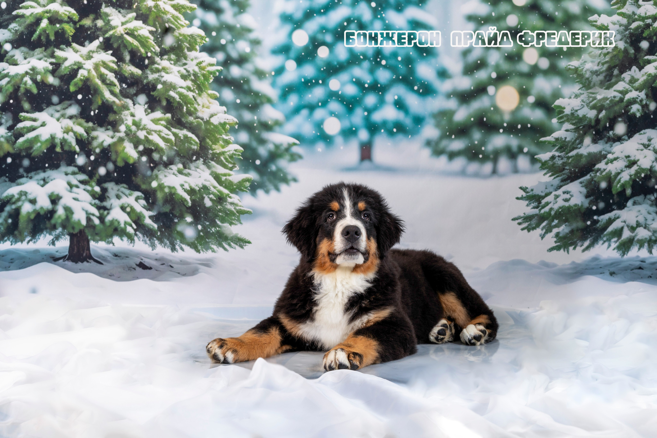 Бонжерон прайд. Фотограф 📸 семейный, предметный, репортажный