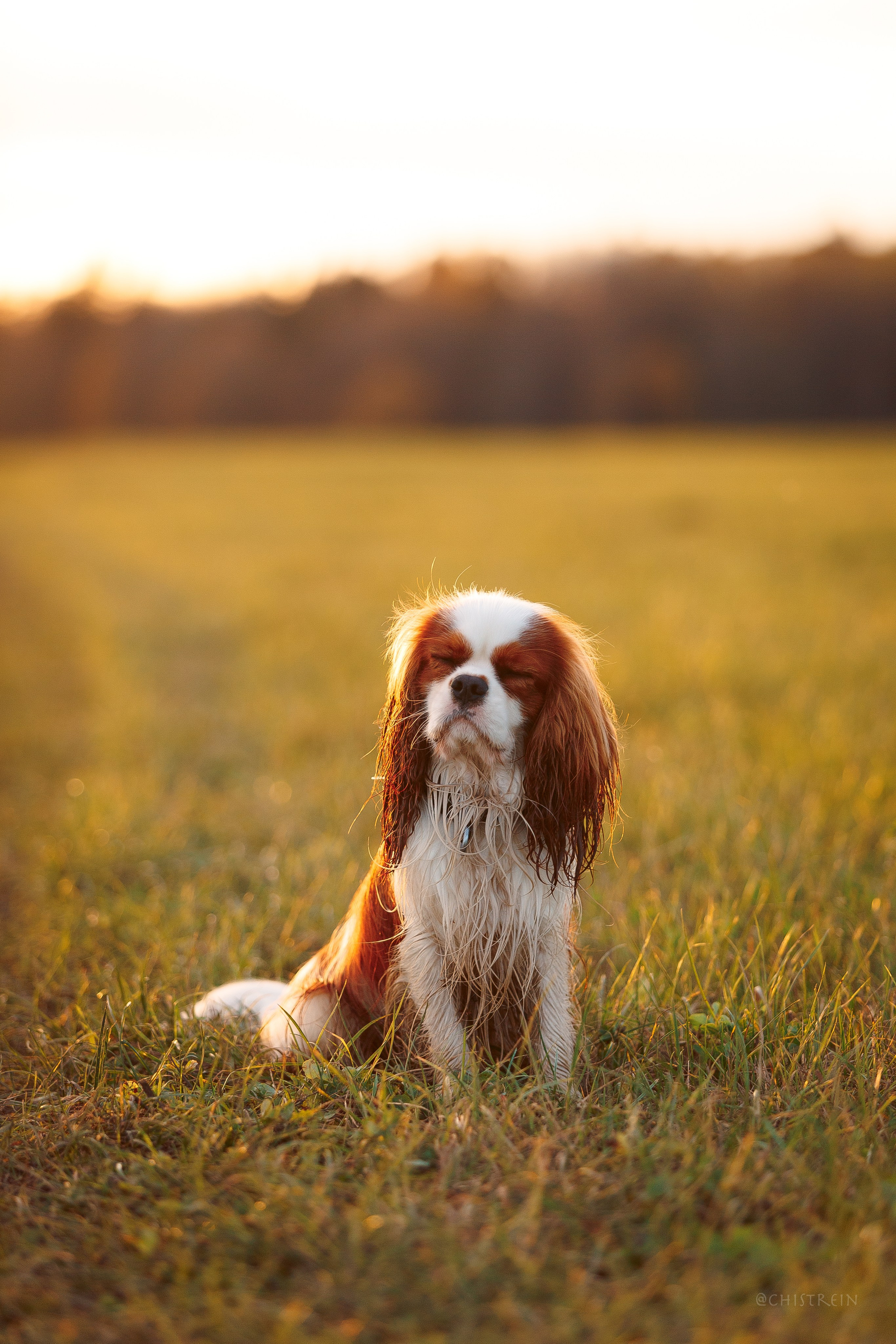 Октябрьский закат в полях. Алина и Лео. Фотограф-анималист Наталия Чистюхина в г. Сосновый Бор и ЛО