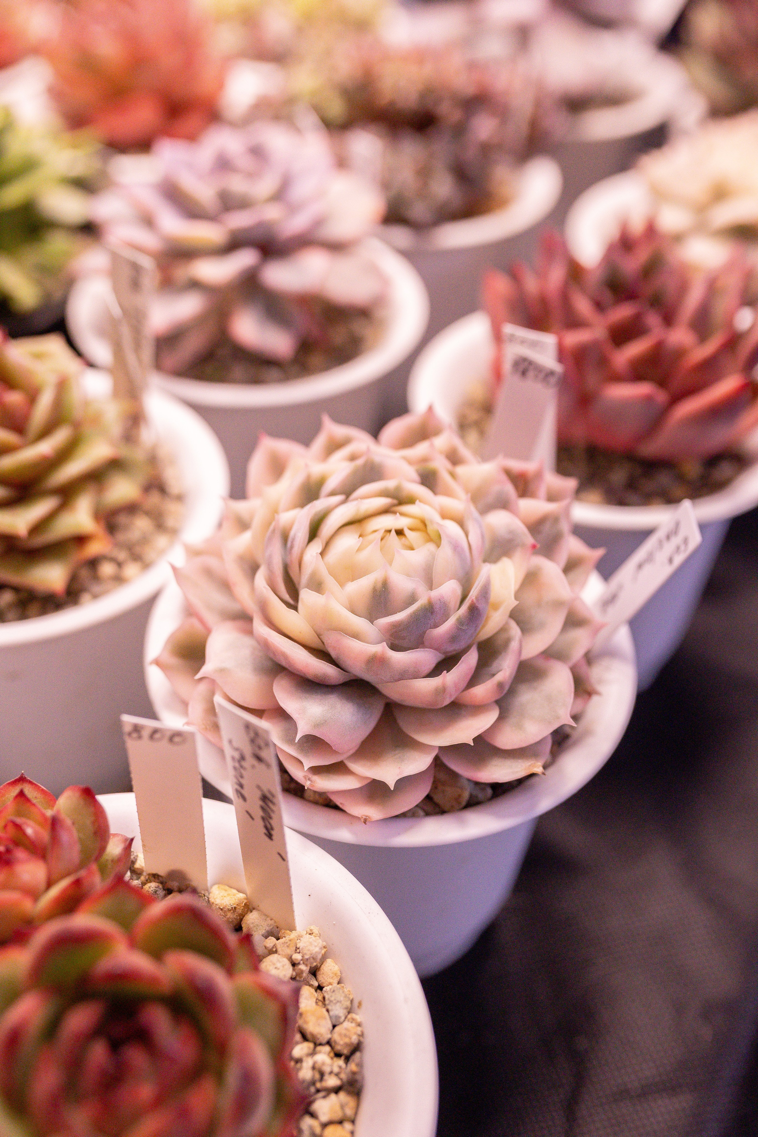 Орхидиум 12.2025. Александра Куликова фотограф, Москва