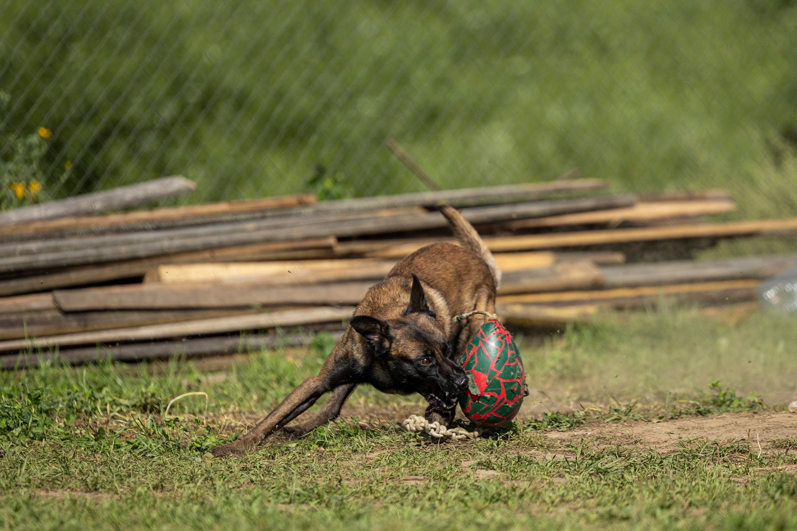 Соревнования по Мондьорингу г. Вологда 10-11.08.2024. Фотограф-анималист Анна Маринич