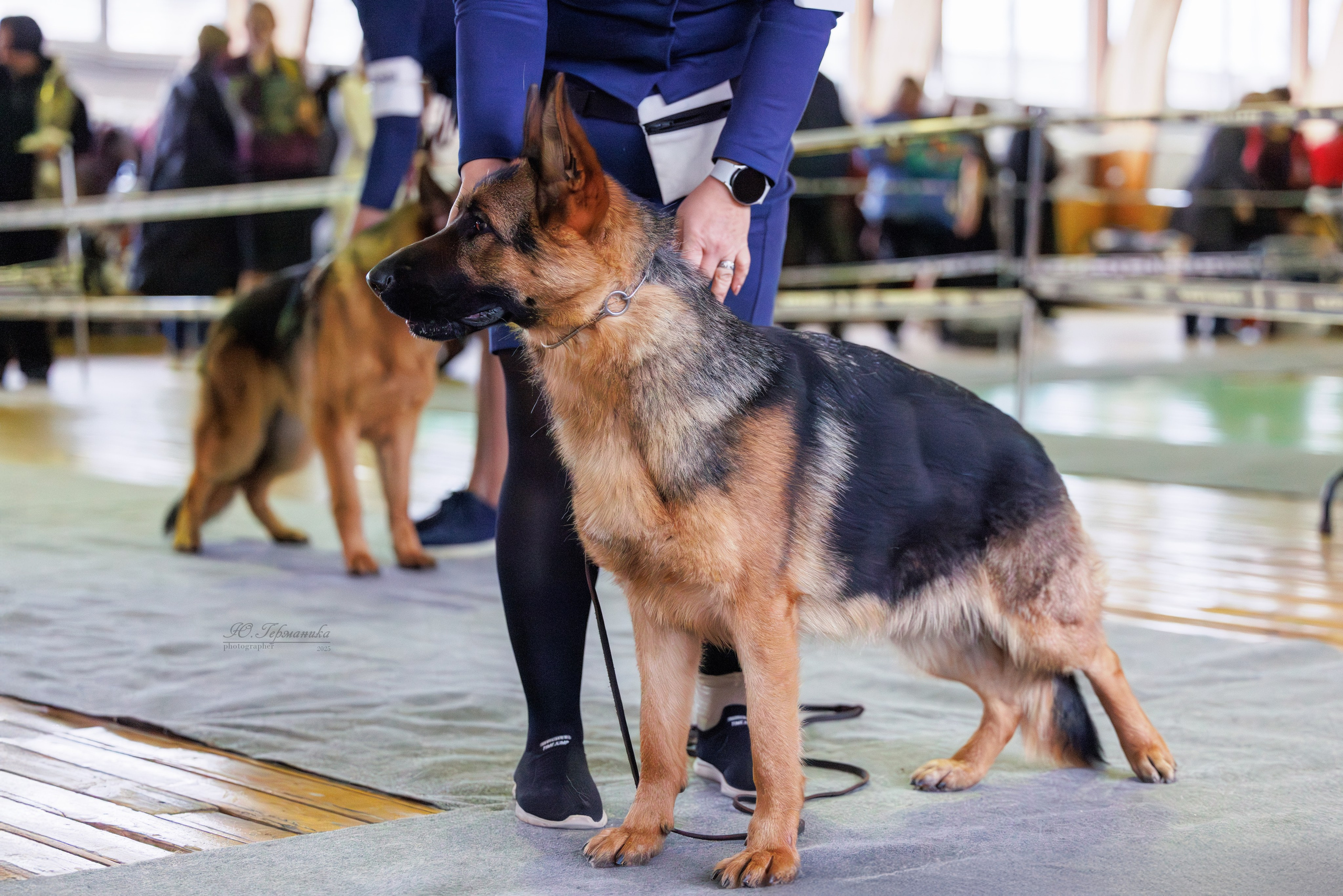 Тверь 21.12.2025. Фотограф-анималист Юлия Германика