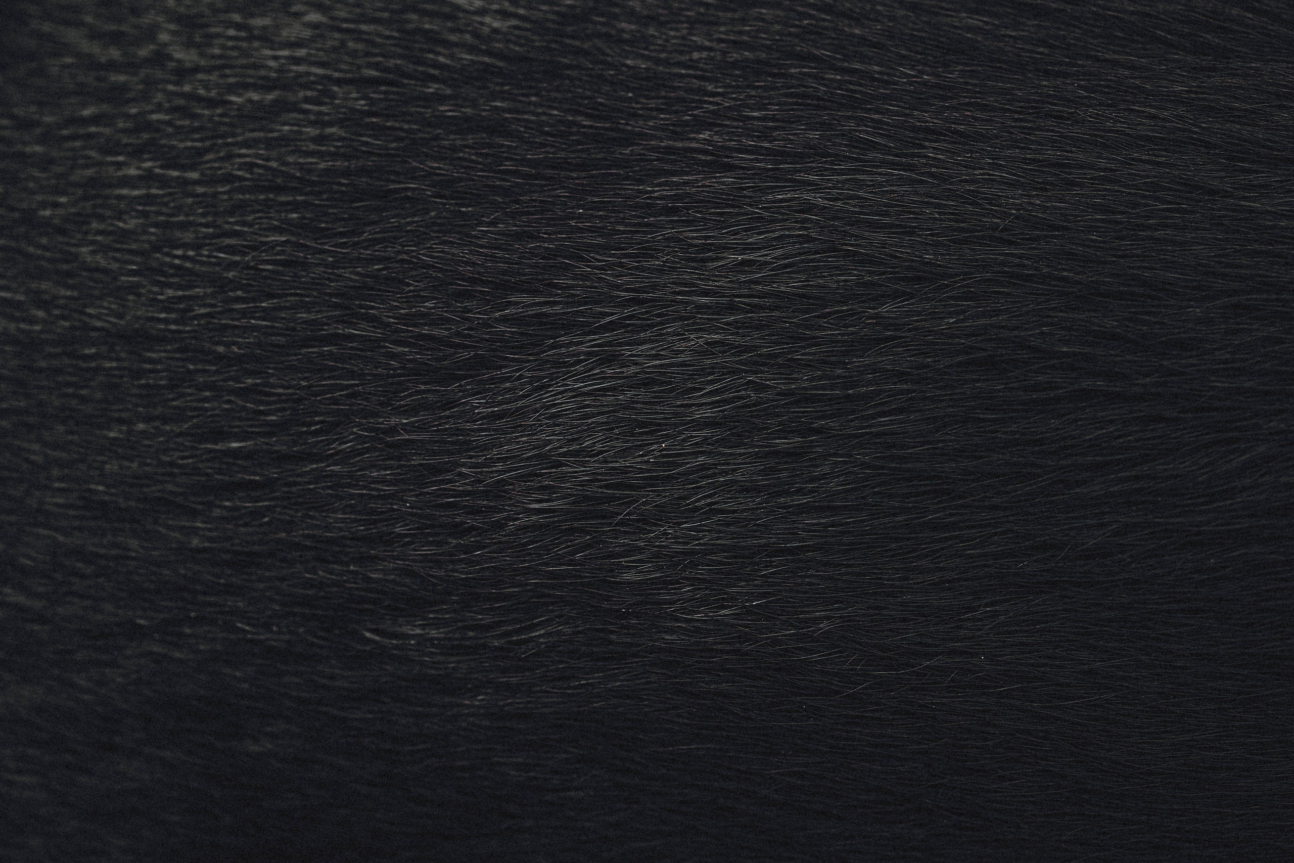 Паша и Хайди