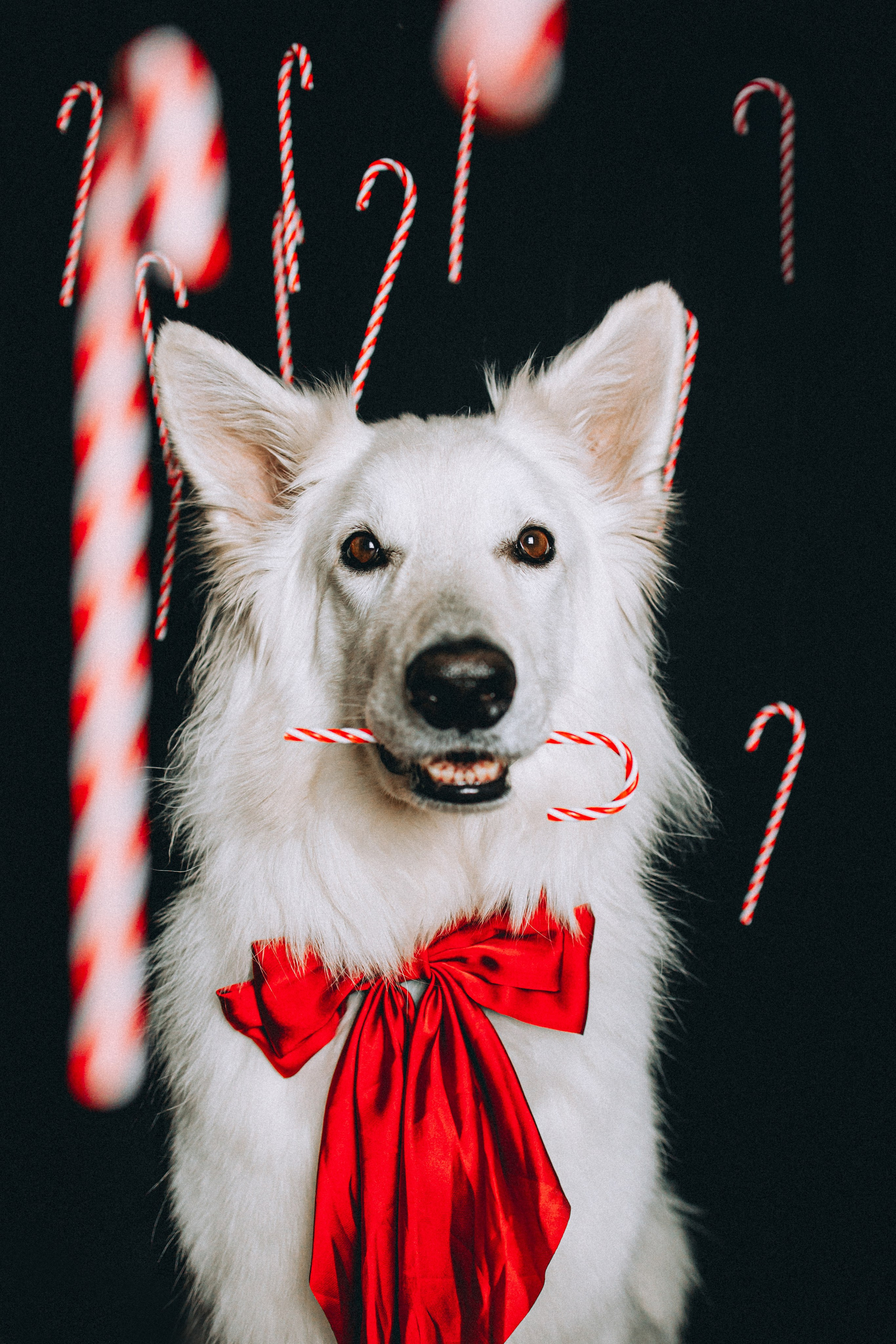 Джек, Бет и Кову