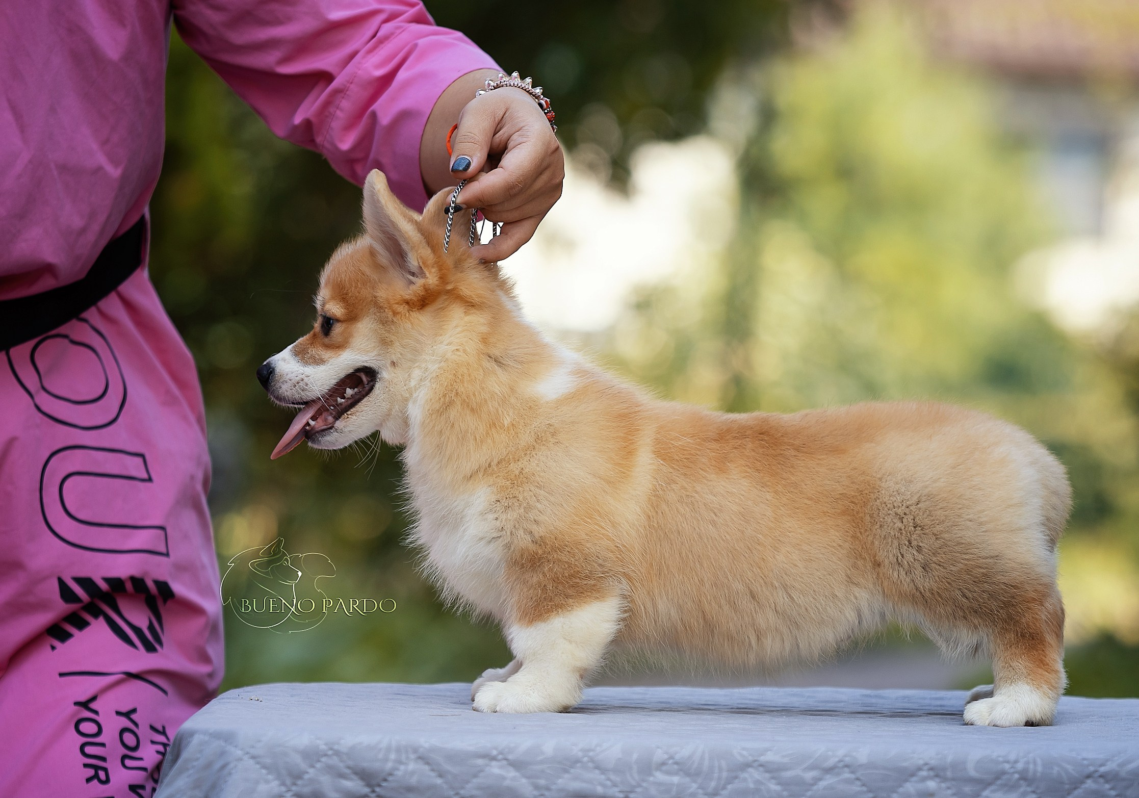 Щенки вельш корги пемброк из питомника. Питомник собак Акита, Хаски, Корги