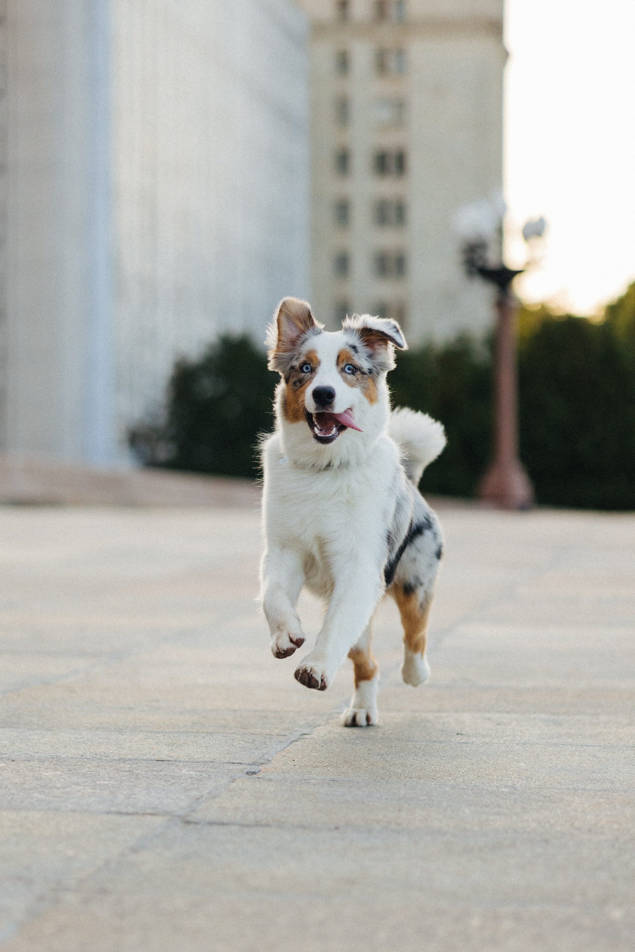 Настя, Влад и Лэйк. Фотораф — анималист Мария Шистка