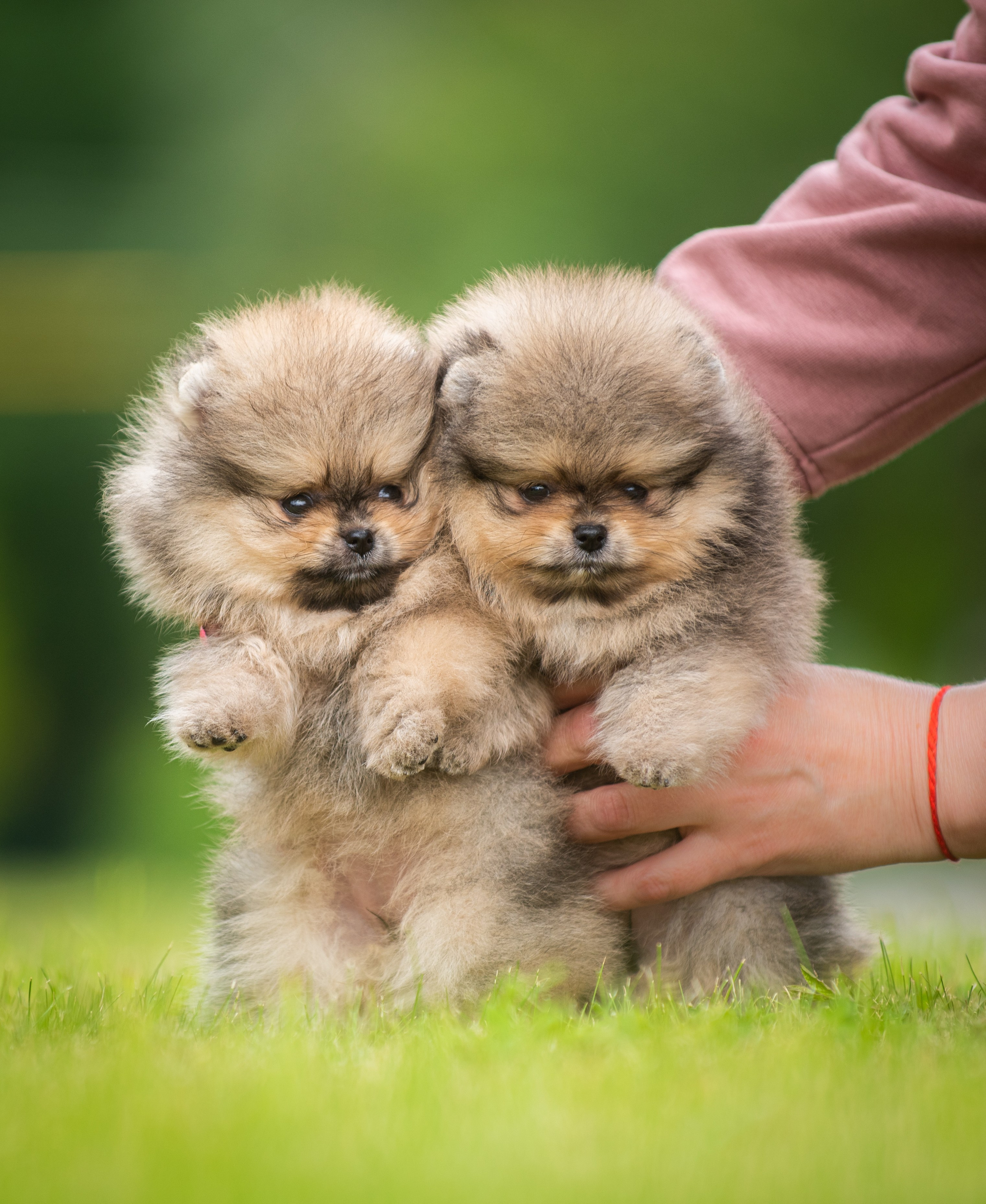 Шпицы щенки. Главная