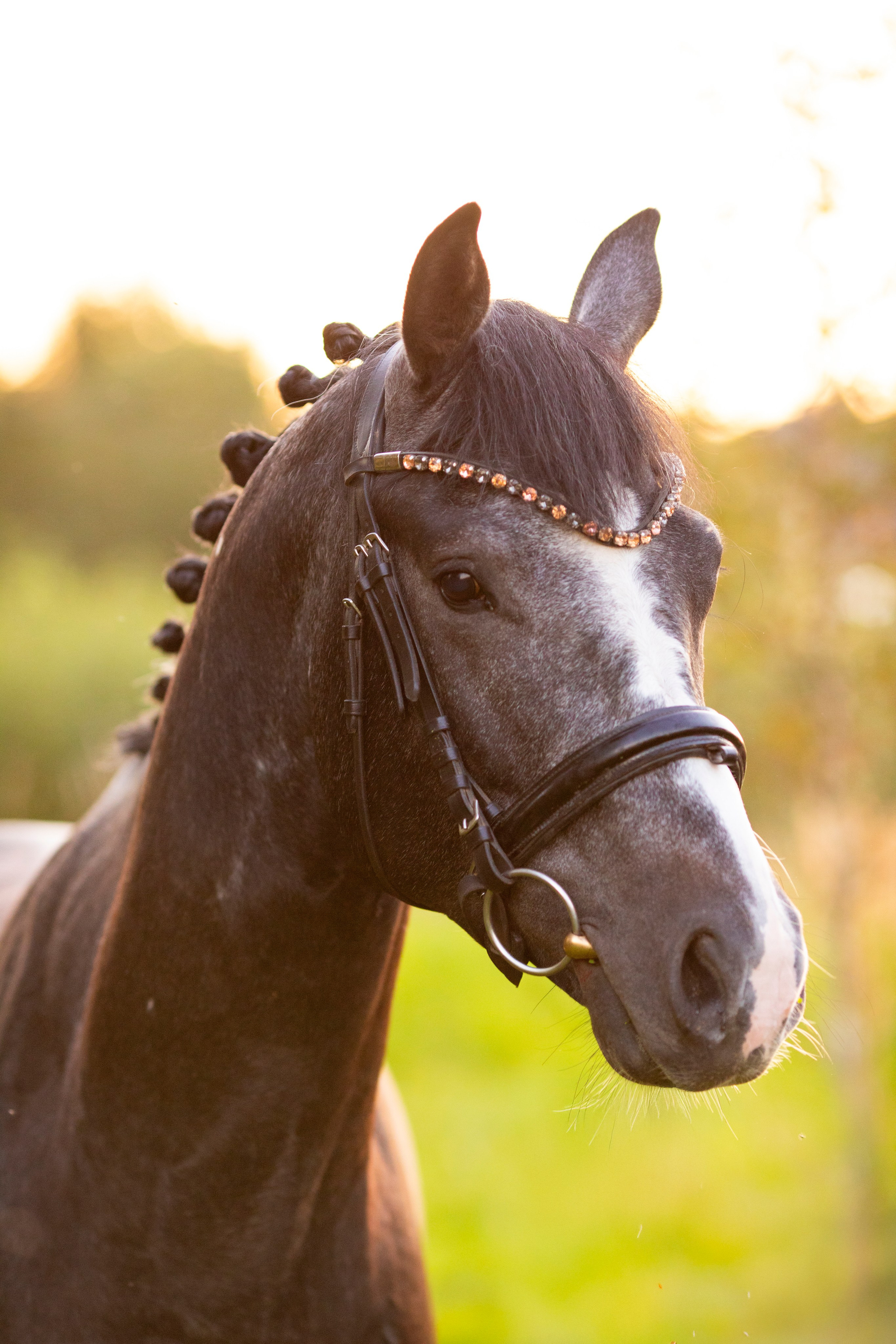 Животные. Фотограф в Москве и в Московской области Сандра
