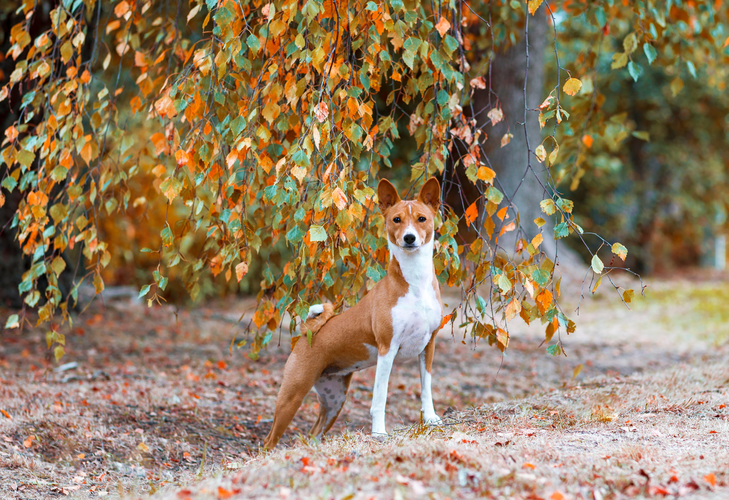 Басенджи. Фотограф — анималист Татьяна Ли
