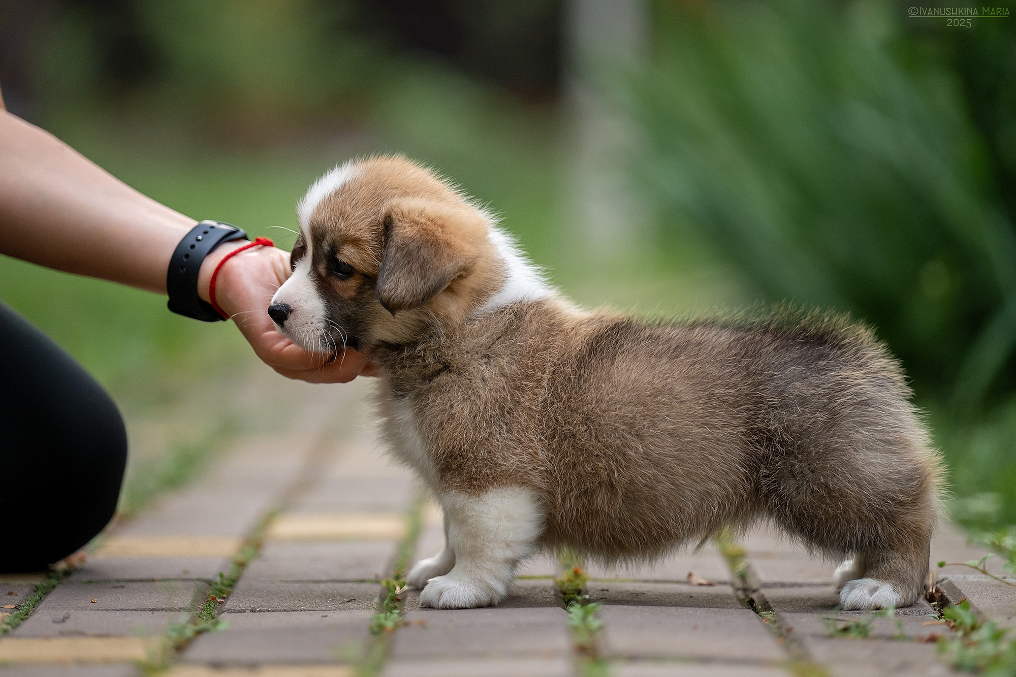 Экстерьерная фотосессия собаки. Фотограф собак в Москве и Московской области Иванушкина Мария