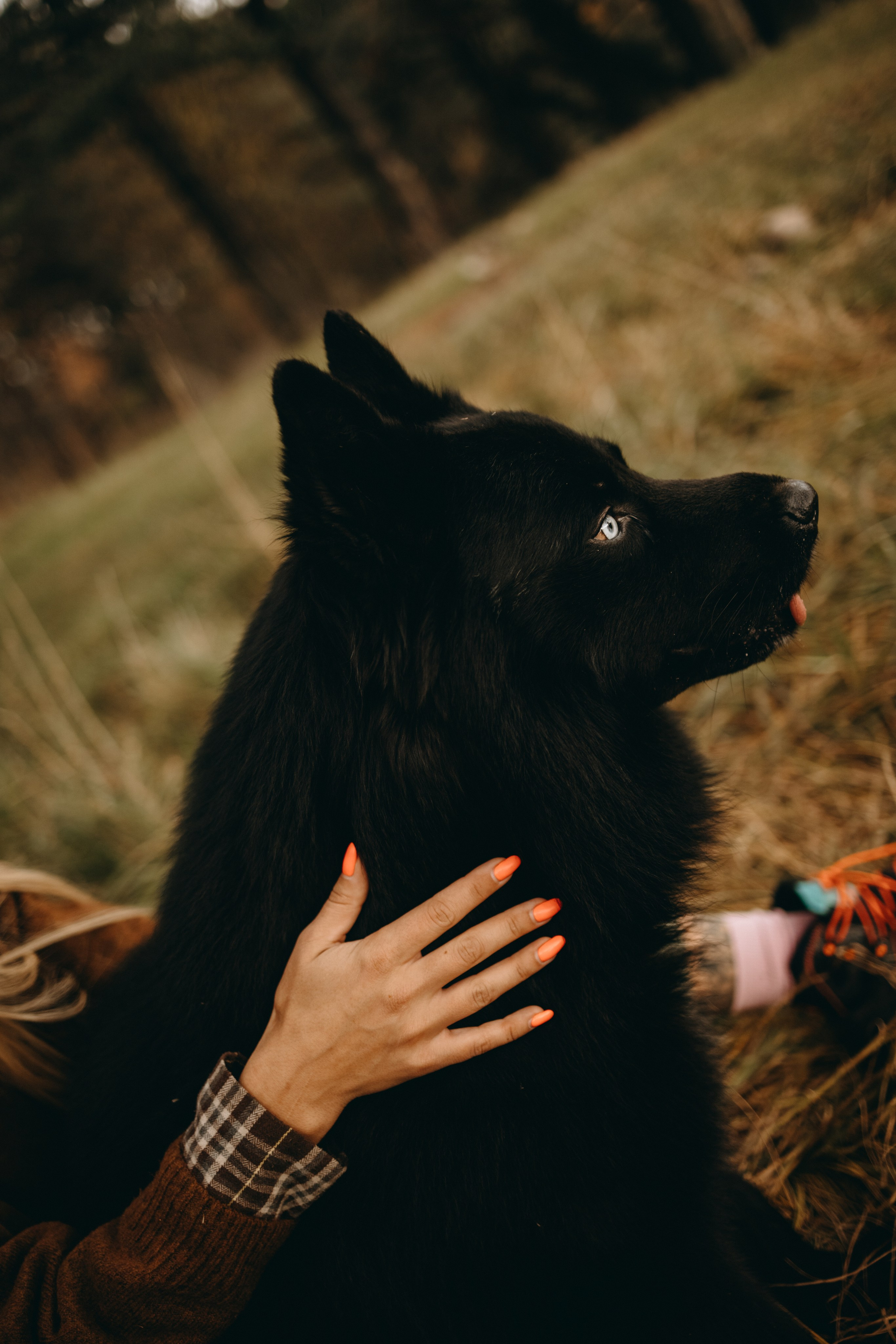 Лора и Джанго. Фотограф — Анималист | Санкт-Петербург