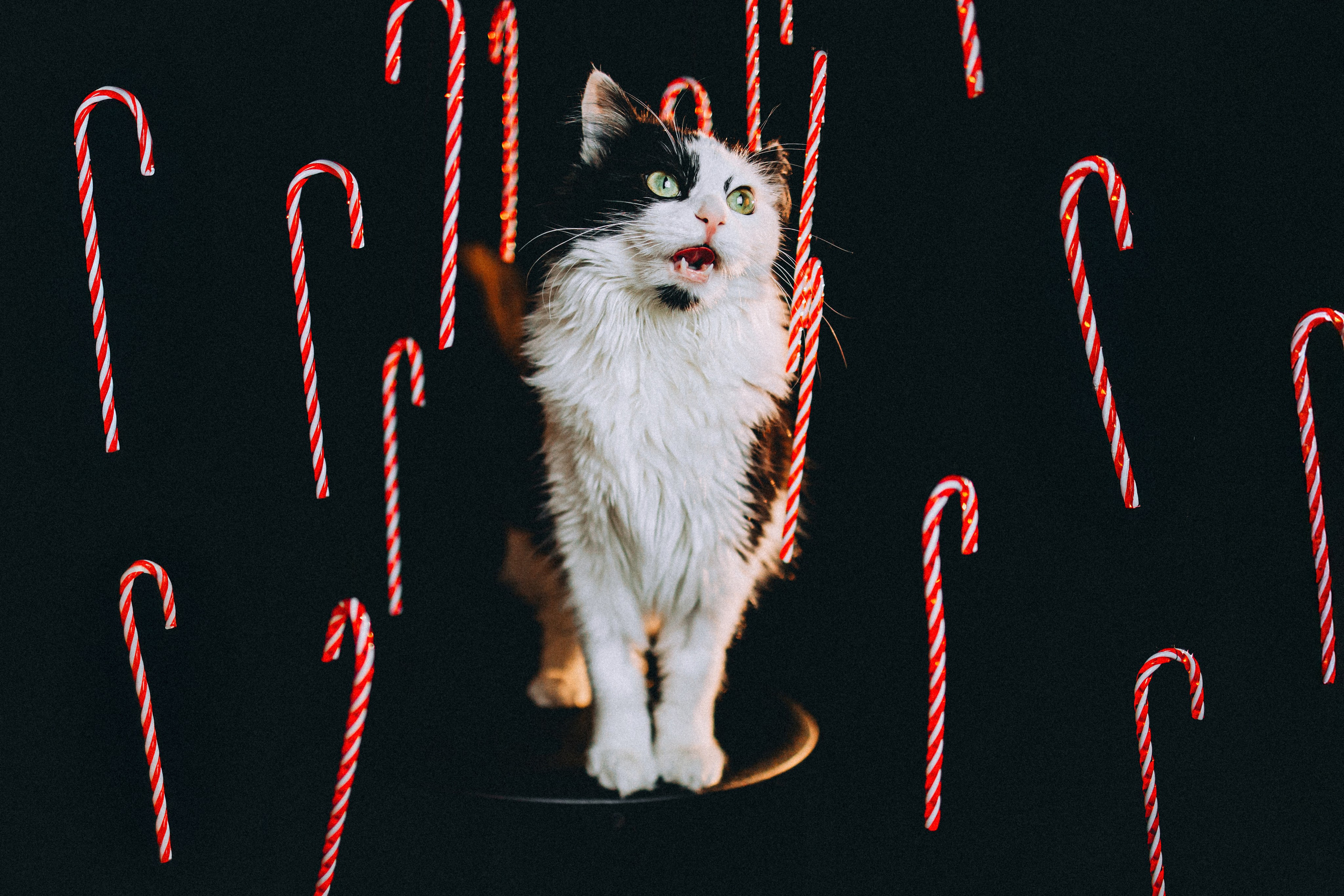 Джек, Бет и Кову