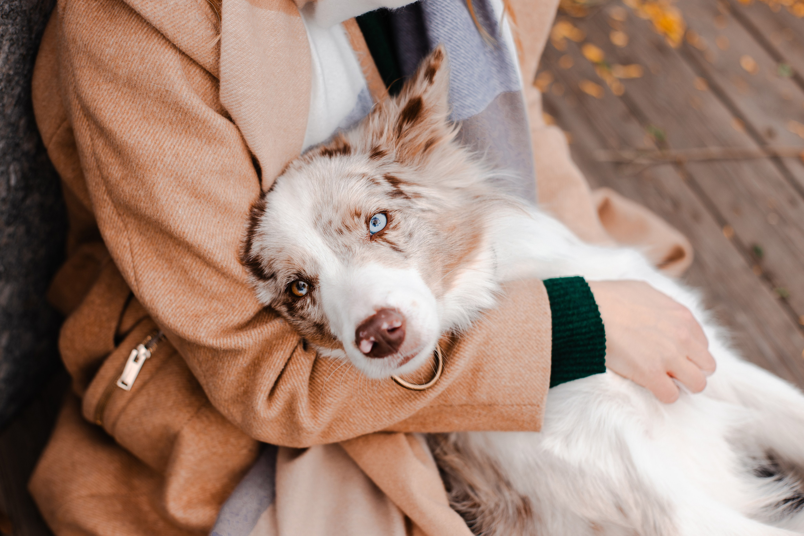 Мария и Утопия. Фотограф-анималист Мария Баркевич | Москва