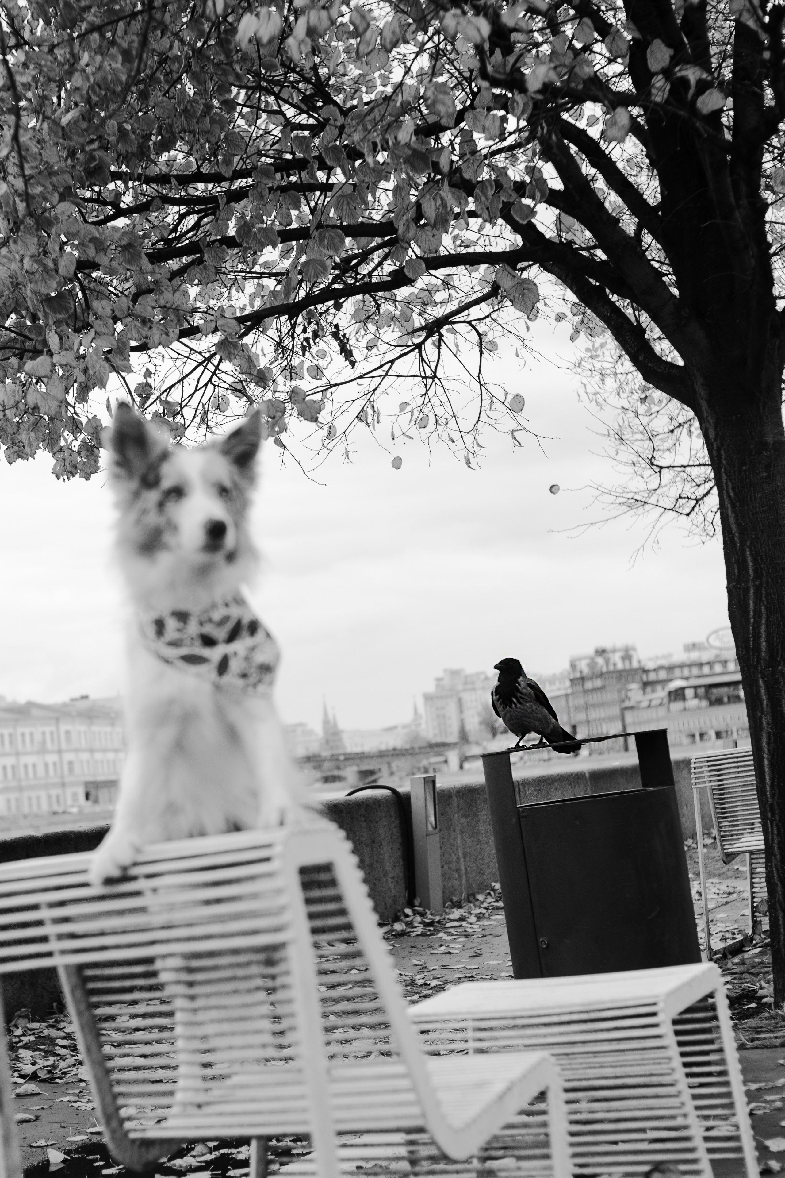 Мария и Утопия. Фотограф-анималист Мария Баркевич | Москва