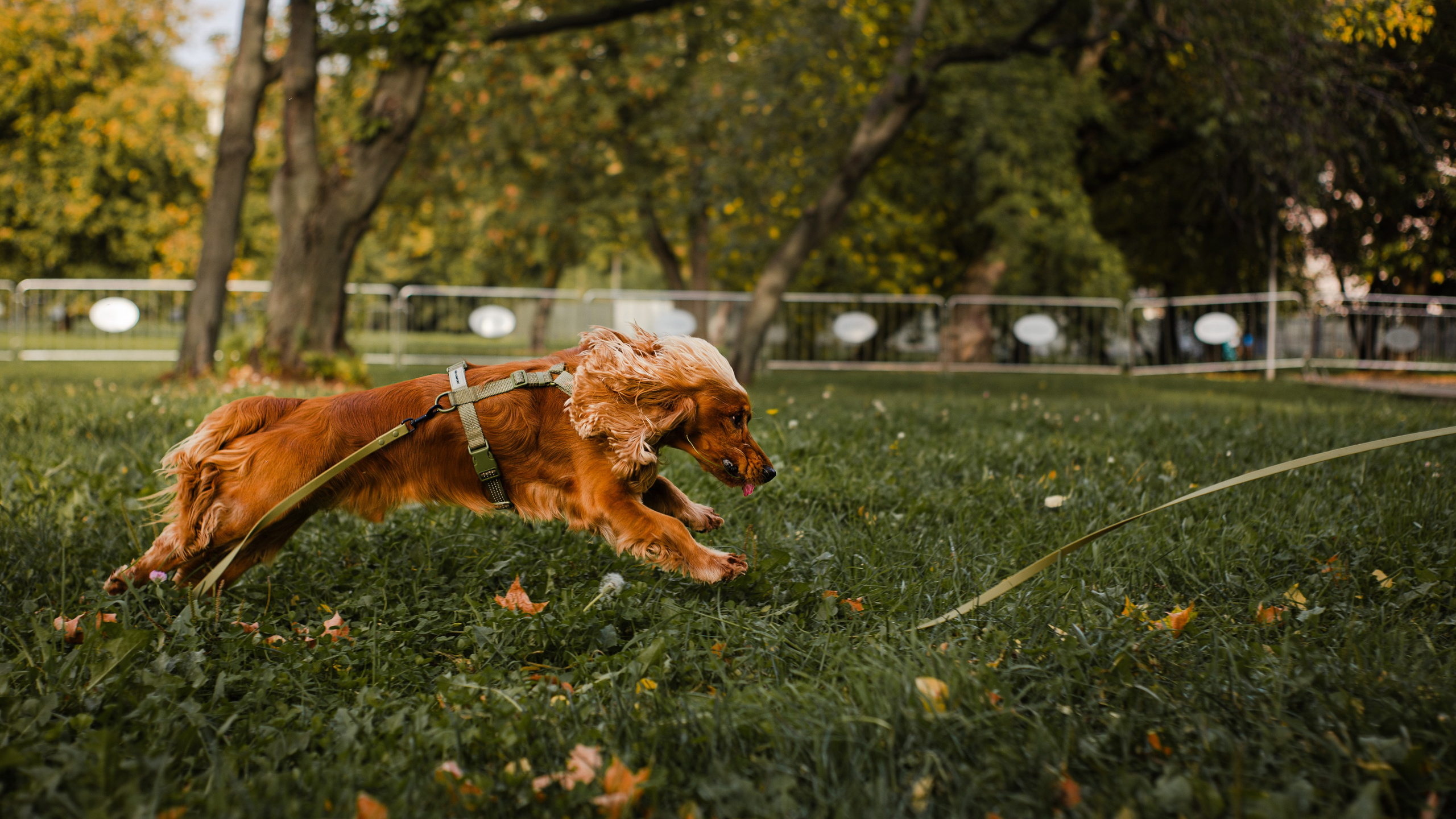 Арина, Паша и Арчер. Фотограф-анималист Мария Баркевич | Москва