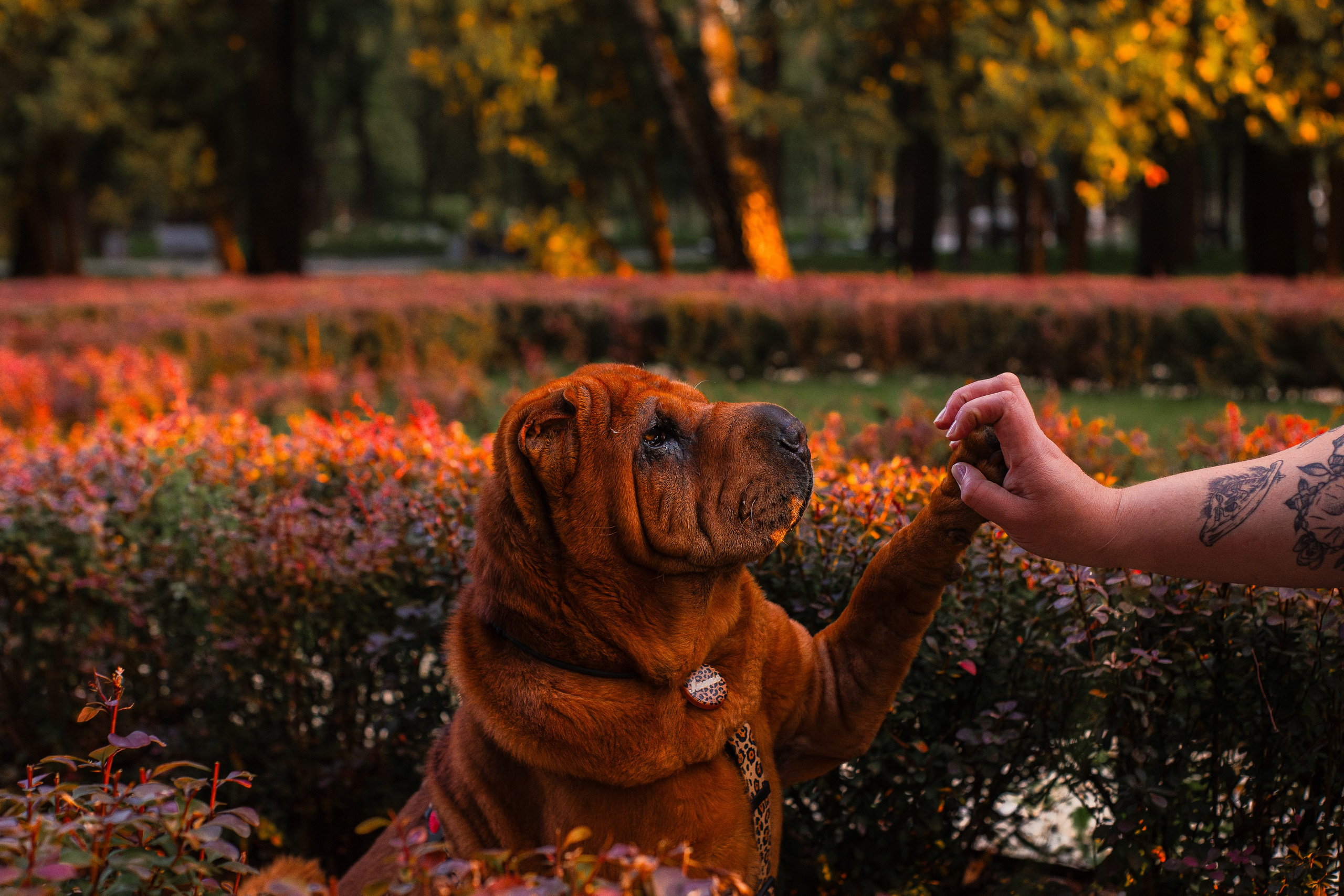 Алёна, Лагерта и Зефир. Фотограф-анималист Мария Баркевич | Москва
