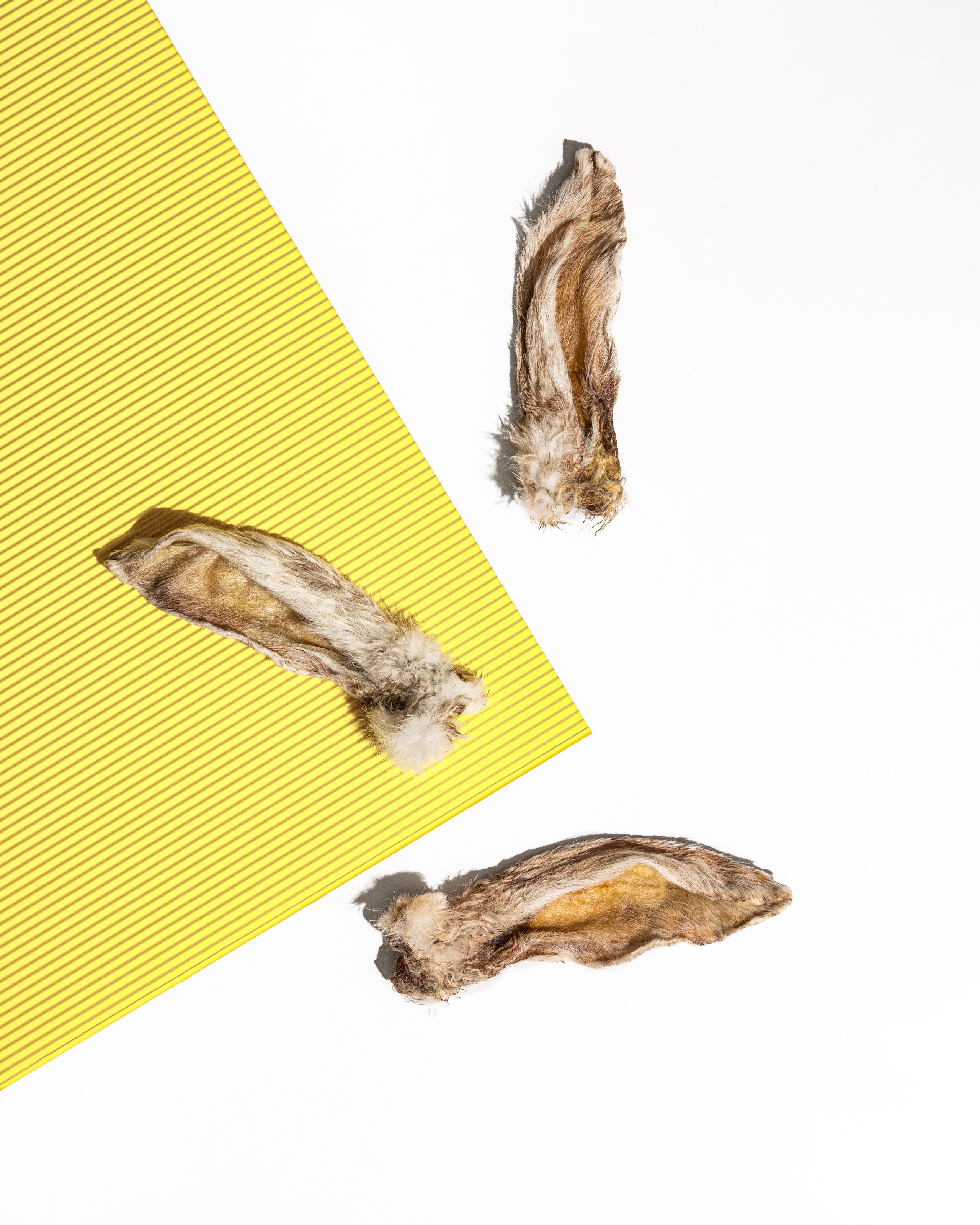 Товары для животных. Оксана Ильенко. Предметный фотограф и сет-дизайнер, Санкт-Петербург