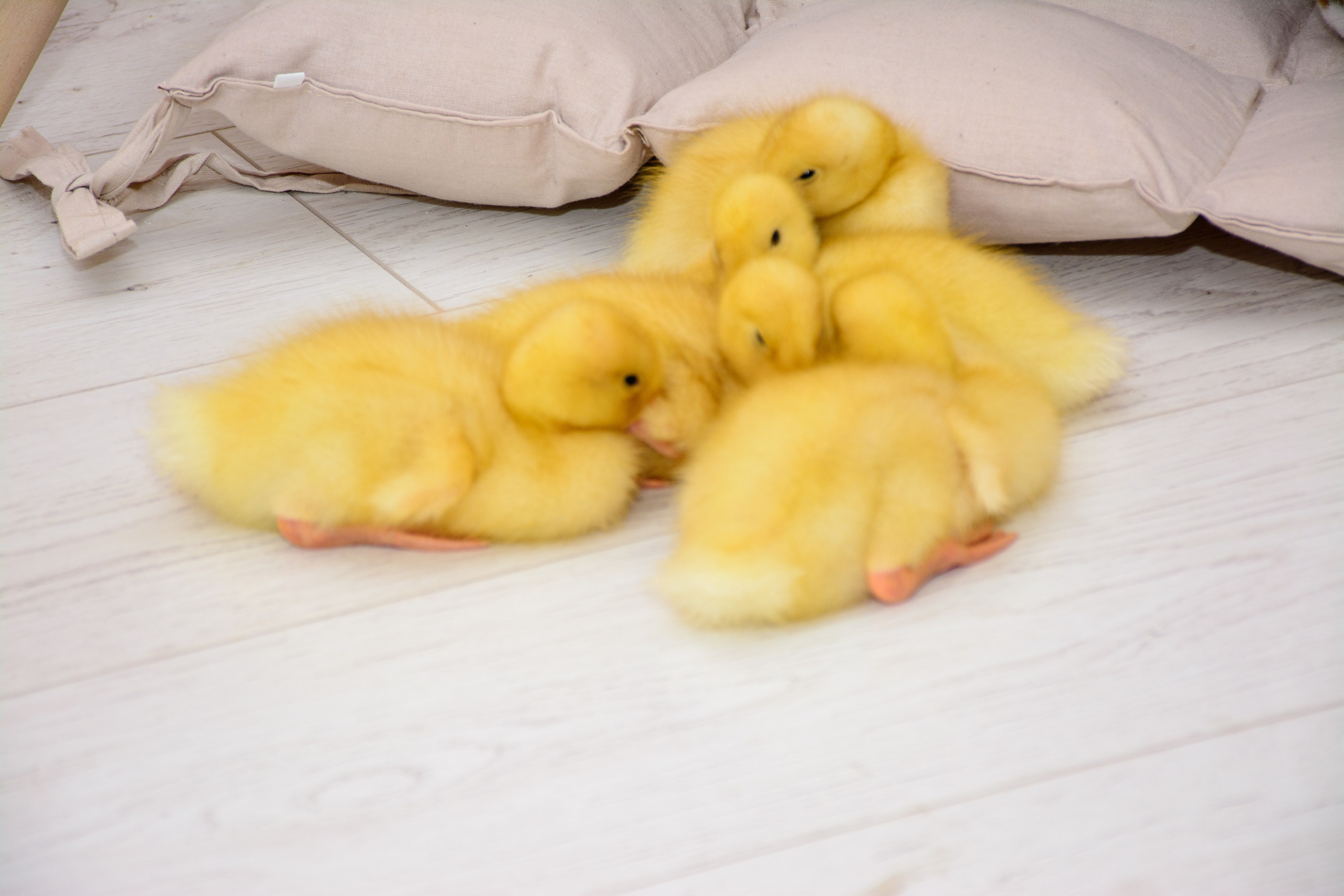 Фотопроект «ПАСХА»