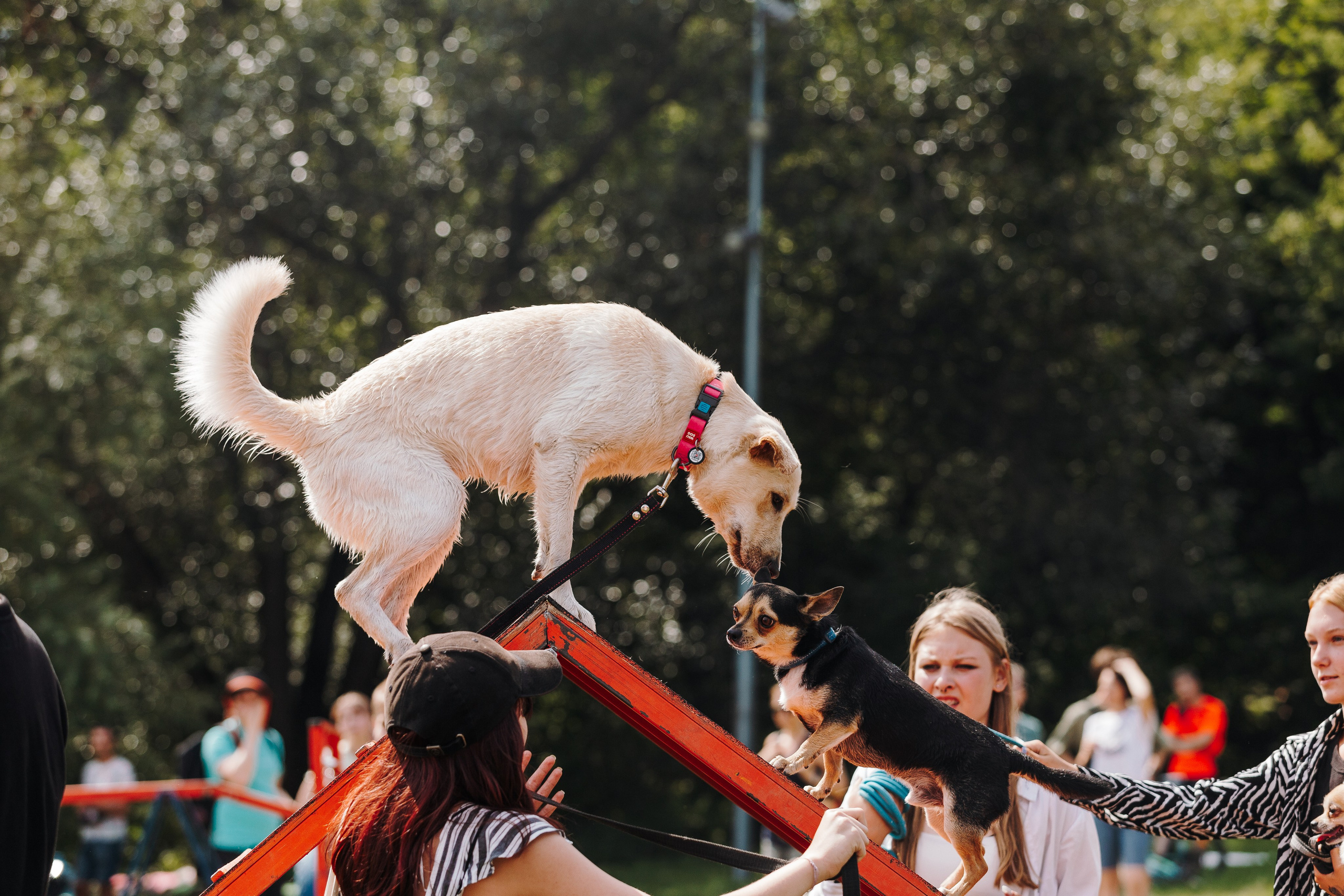 Petshop Sup day. Фотограф анималист Кристина Карпова, Москва