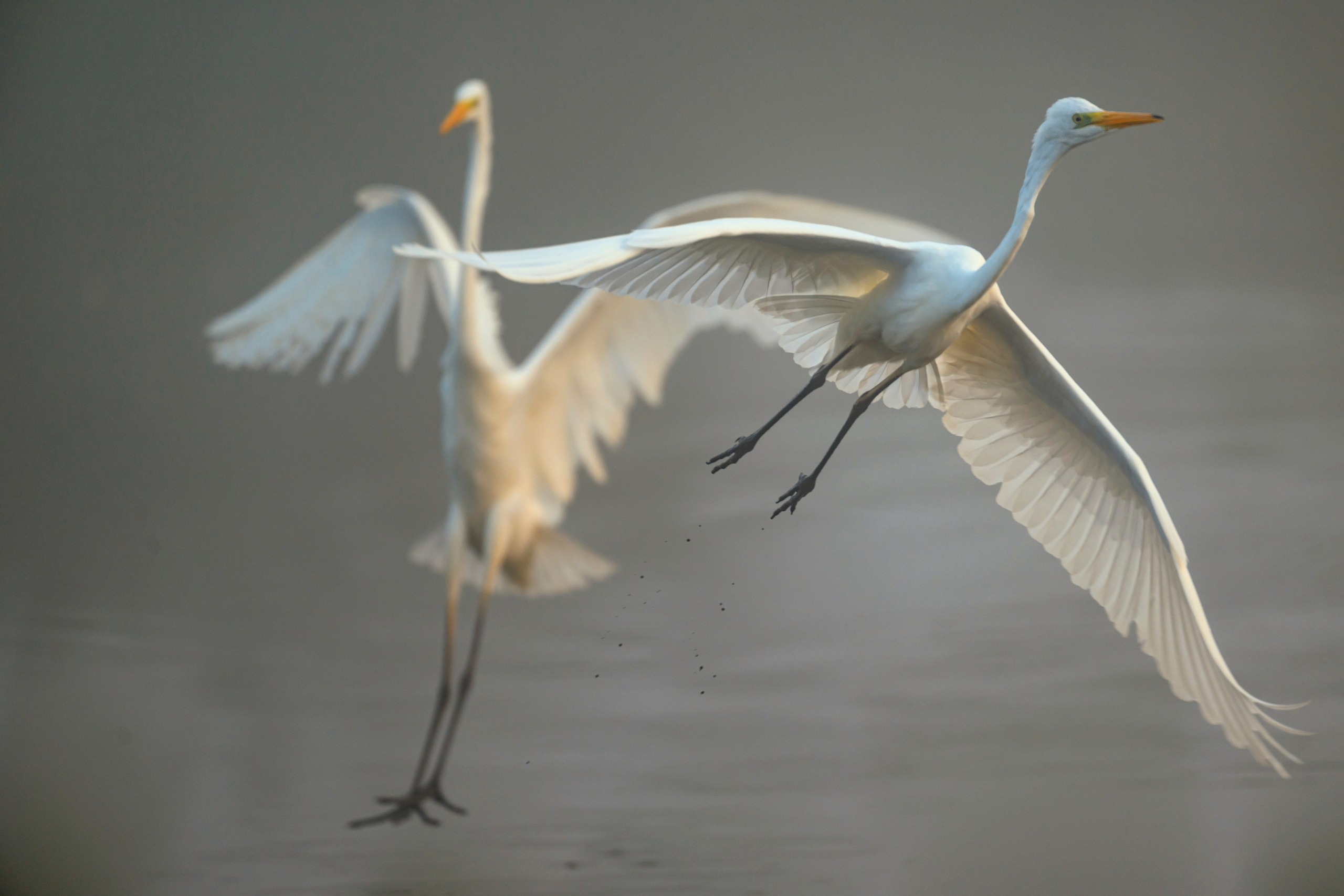 Цапли. Wildlife photography by Sergey Puponin