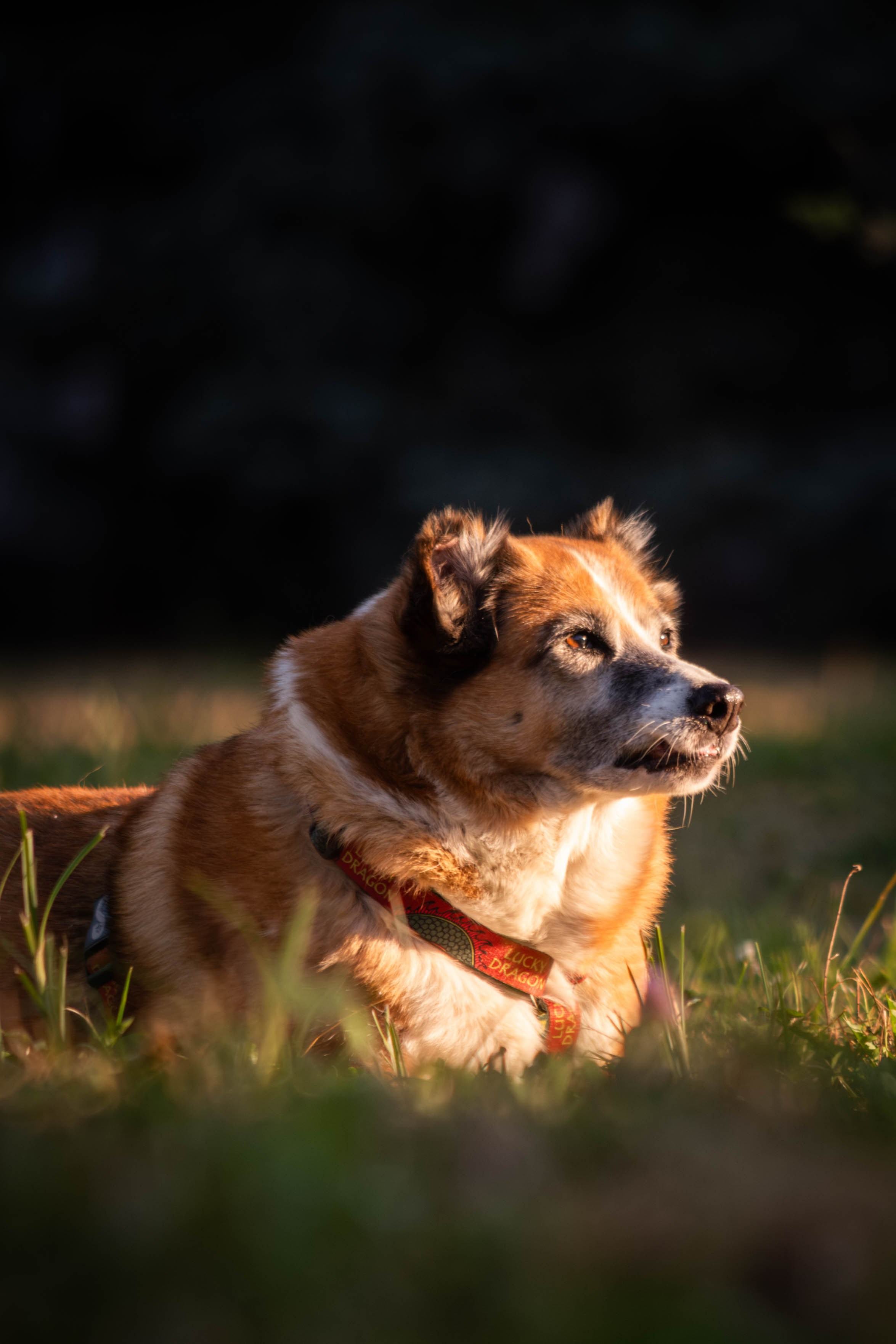 Ник и Полина. Фотограф Светлана Блинова, Москва и Московская область