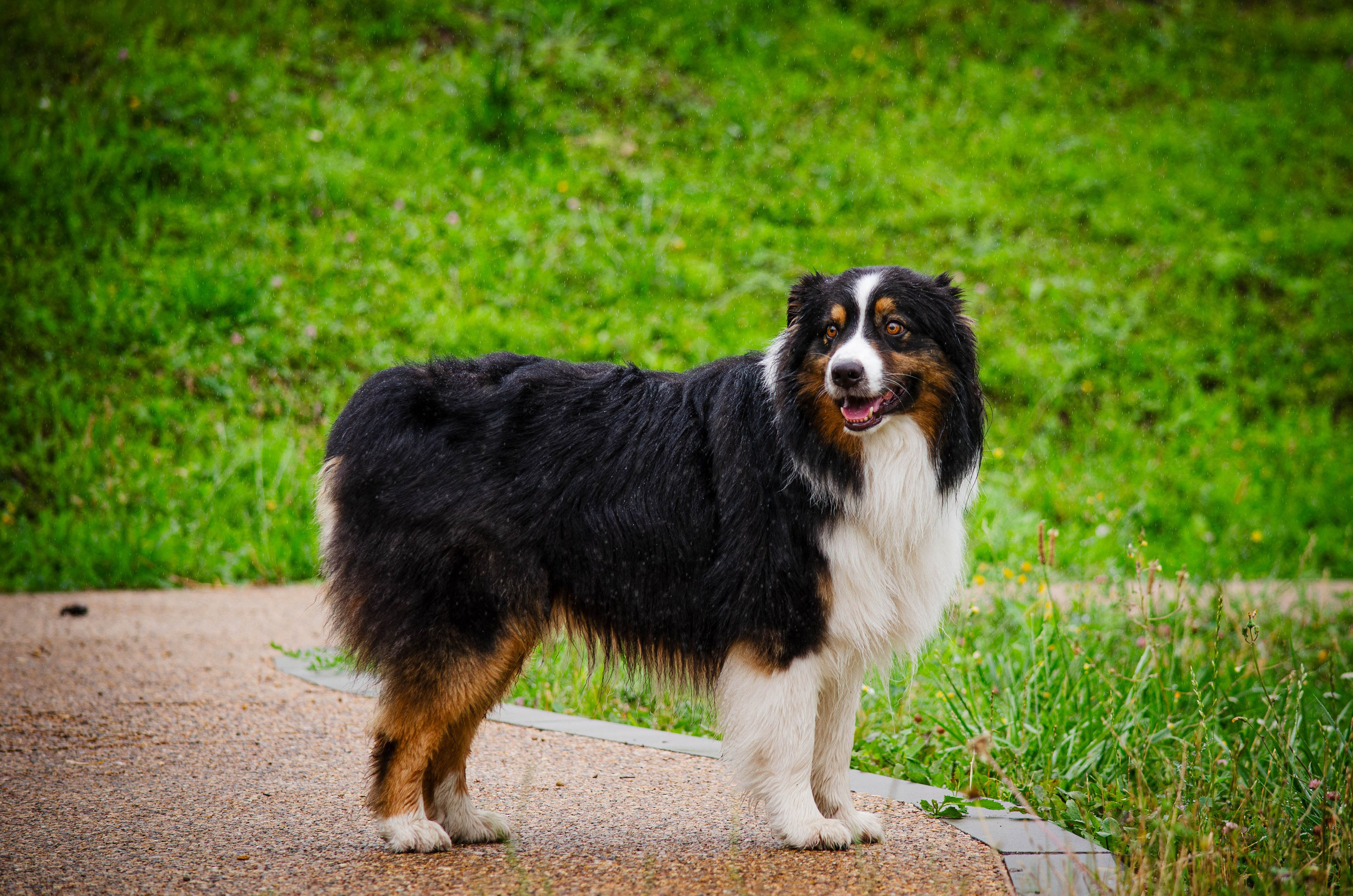 Арья и Оззи. Фотограф Светлана Блинова, Москва и Московская область