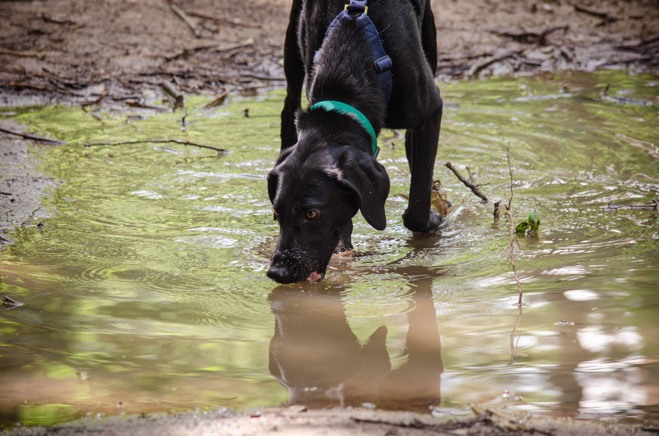 Мира и Барон. Фотограф Светлана Блинова, Москва и Московская область