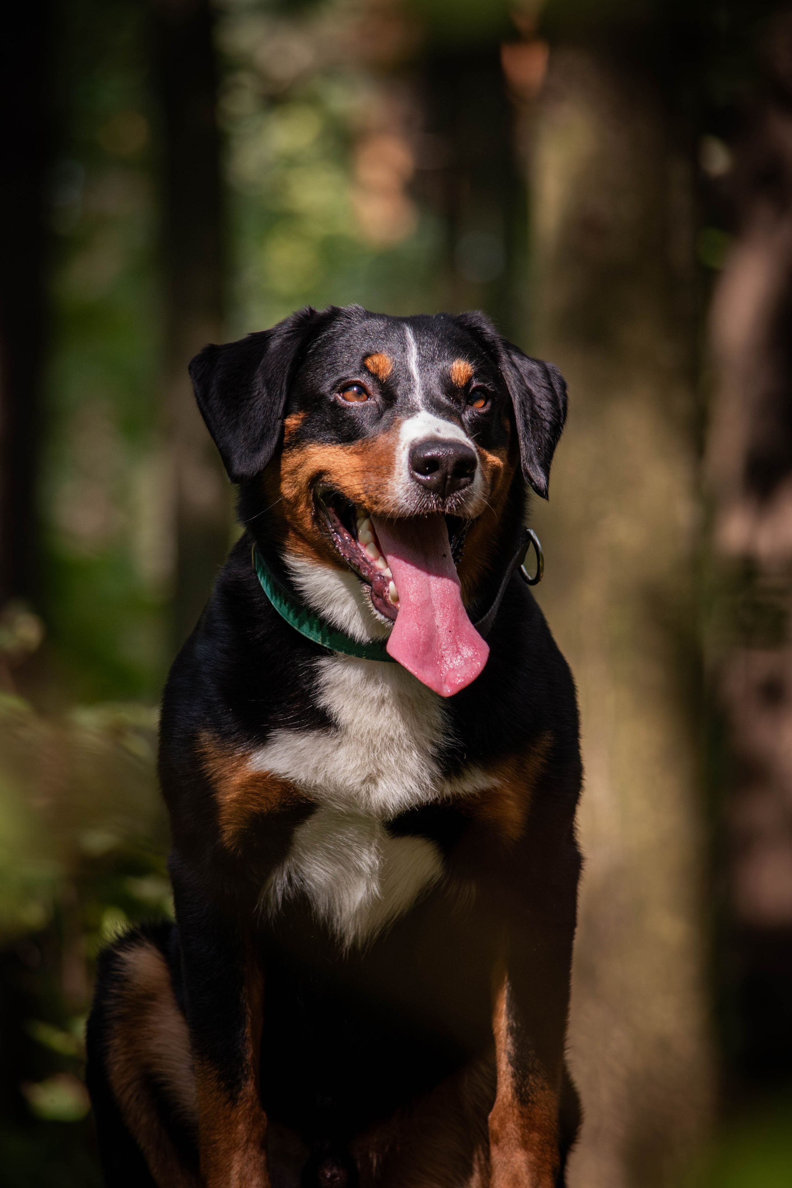 Микки и Юля. Фотограф Светлана Блинова, Москва и Московская область