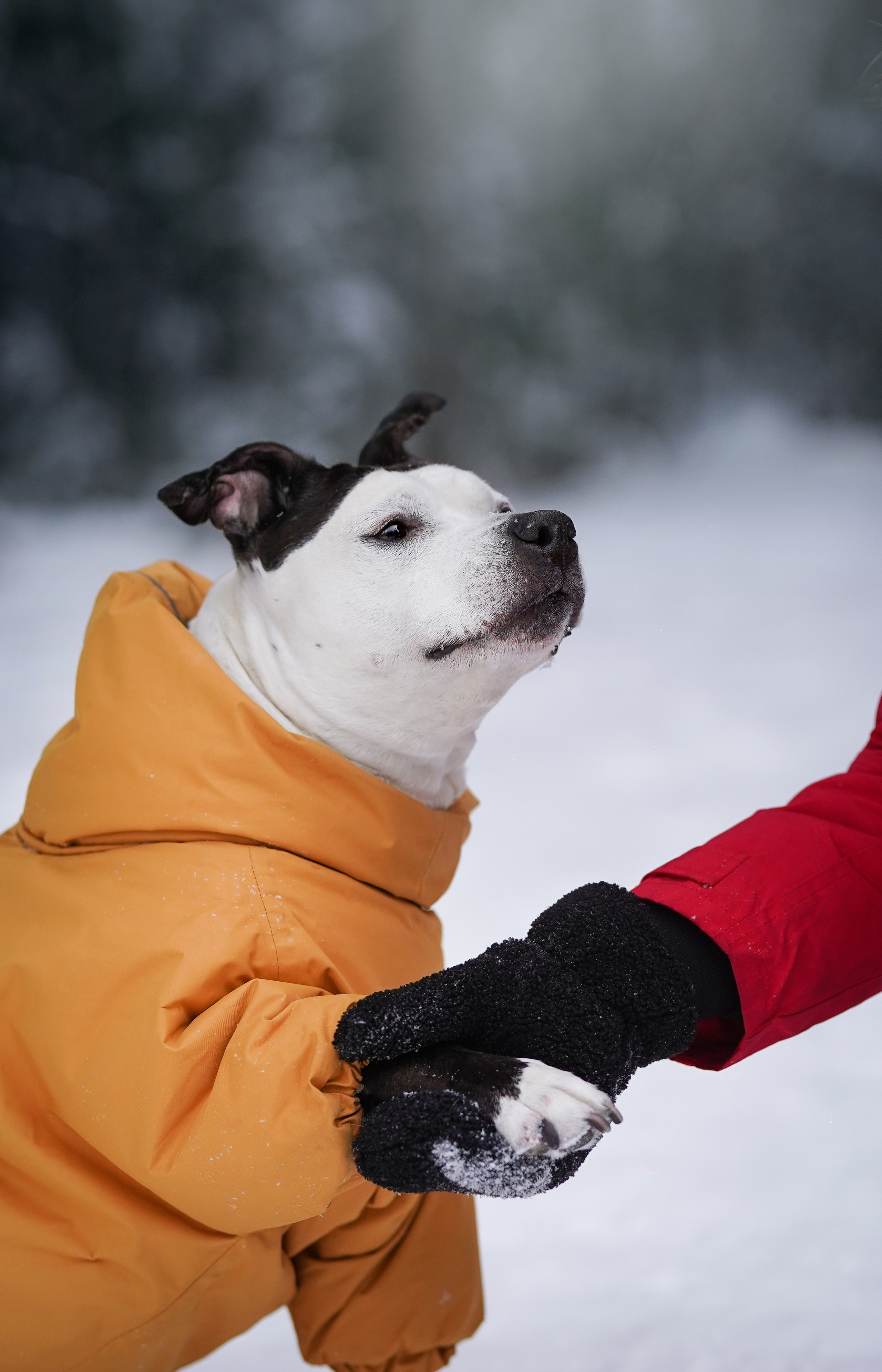 Маша Женя и Фиона. Фотограф-анималист в Санкт-Петербурге Яна Мартынова
