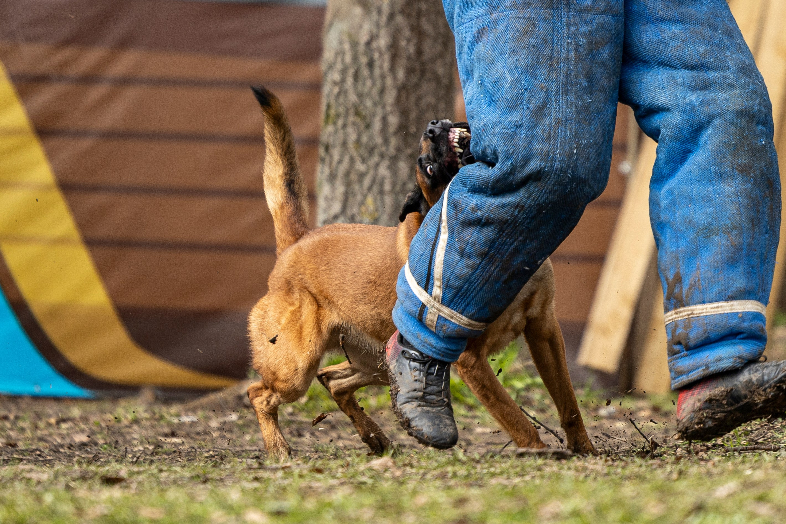 Квалификационные состязания по мондьорингу г. Вологда 11.05.24. Фотограф-анималист Анна Маринич