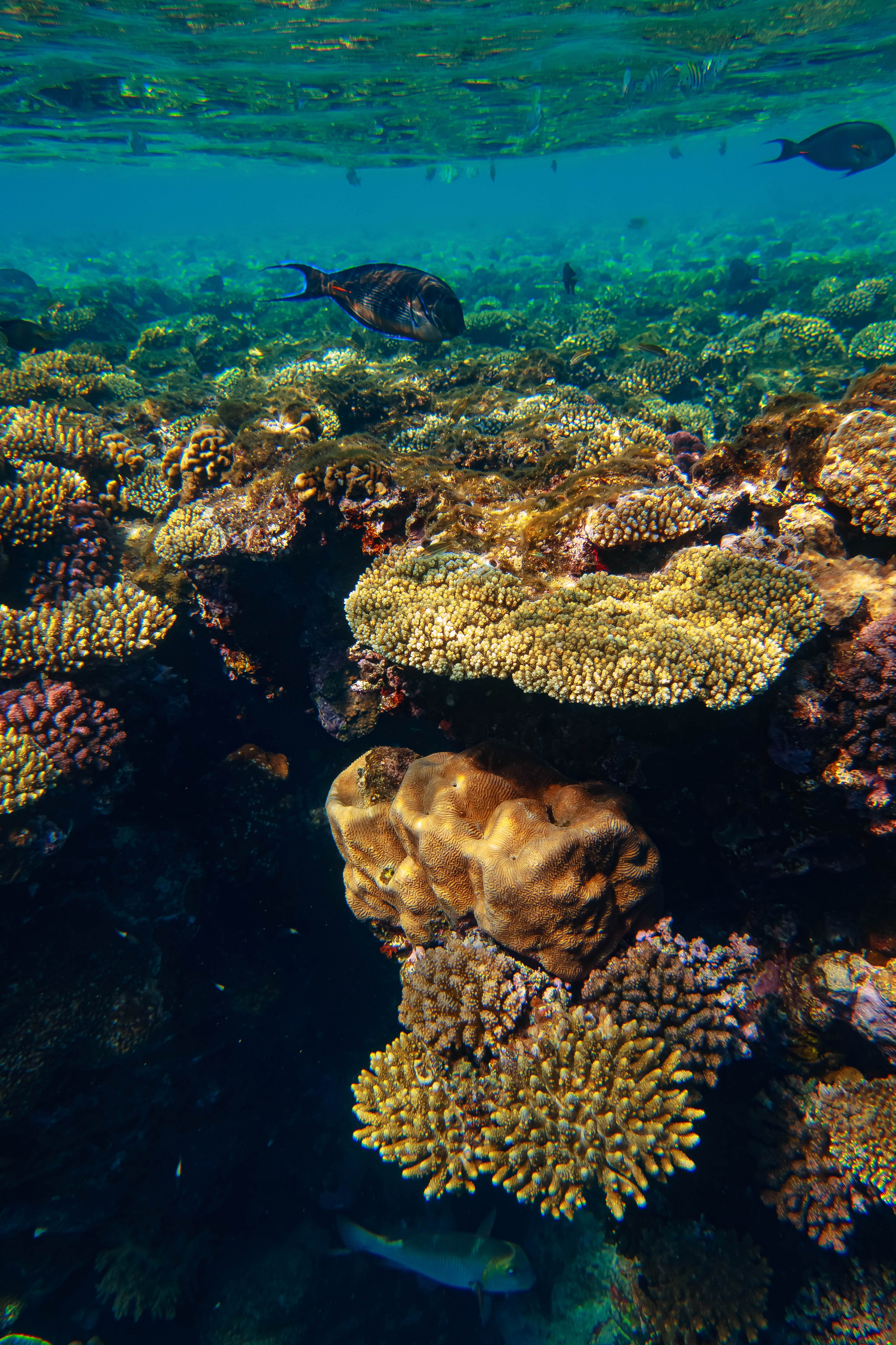 Fish. Фотограф Светлана Голицына