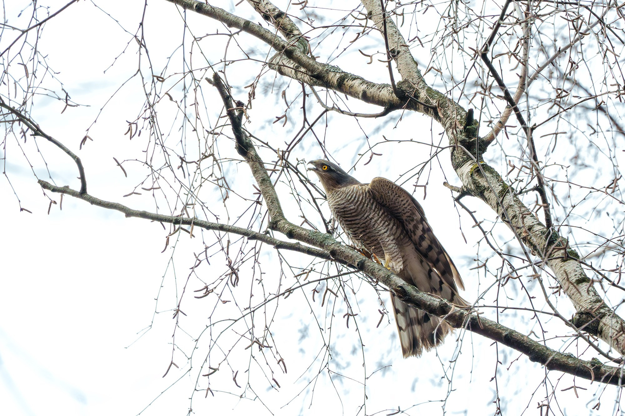 Удивительные мир птиц. Вокруг нас столько прекрасного — присмотритесь!. Ваш личный фотограф Марина Волкова
