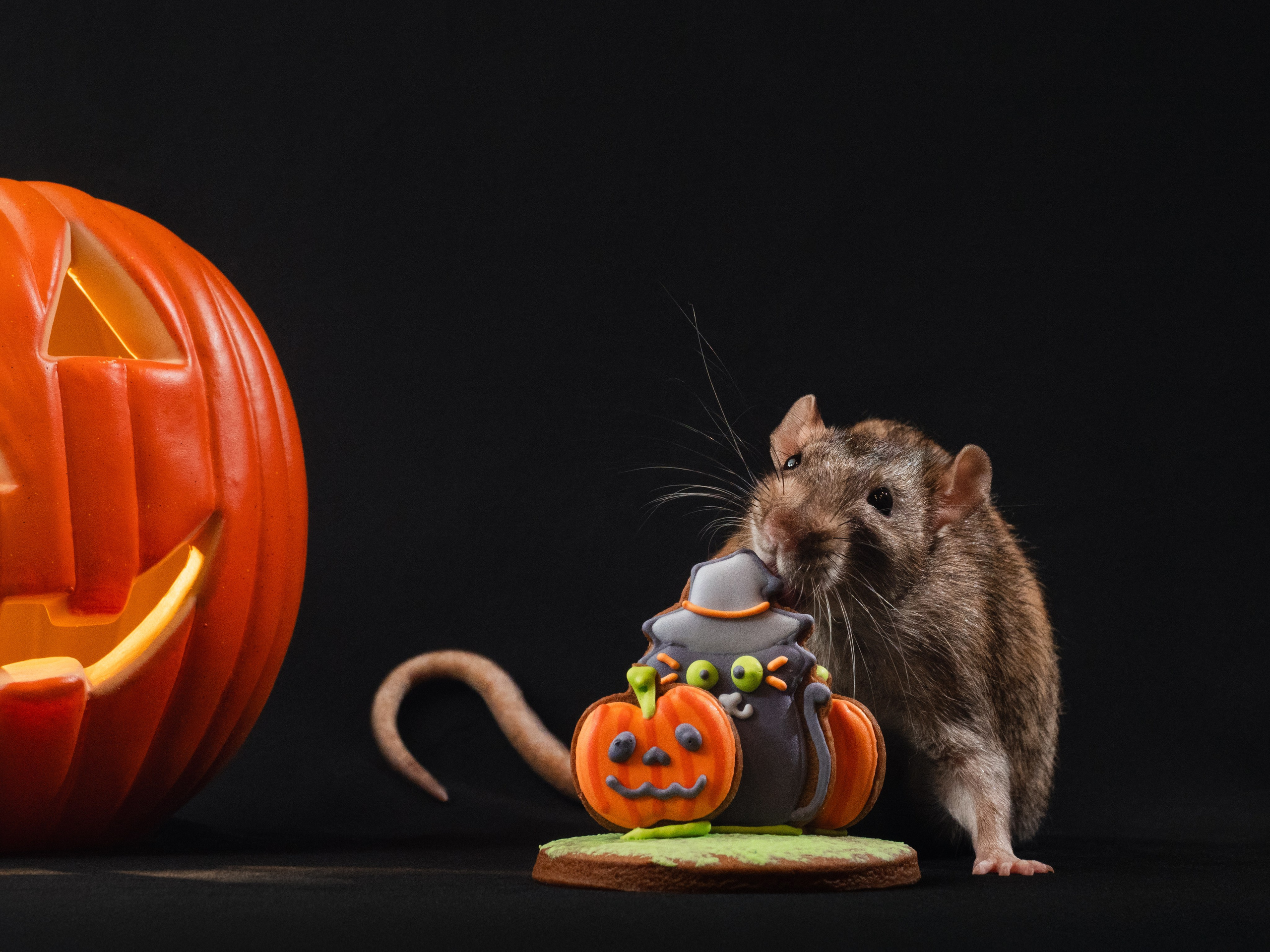 Домашняя съёмка. Фотограф животных и людей в Санкт-Петербурге Дарья Быстрицкая