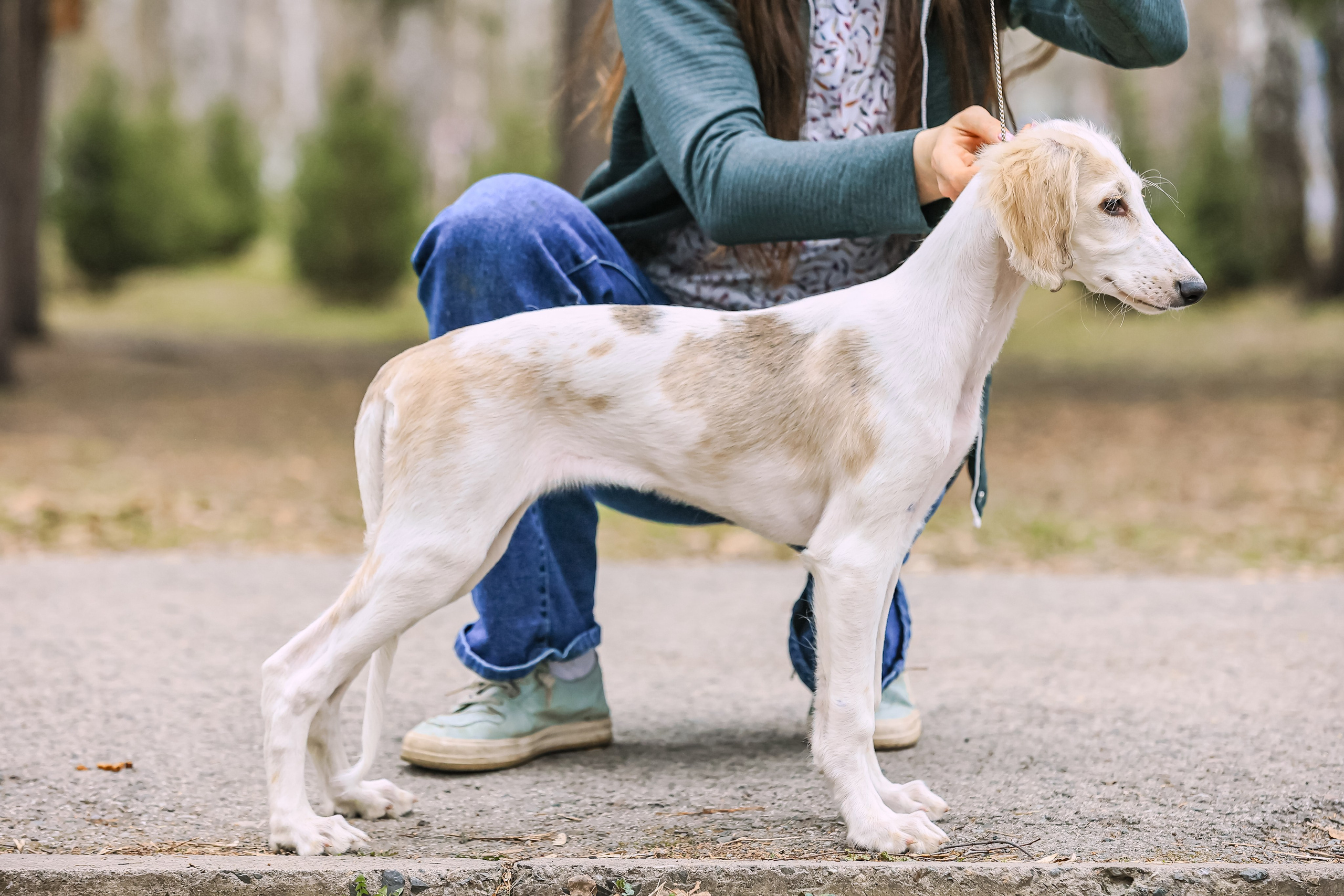 Салюки, фотография салюки, красивая собака, фотограф анималист, фотокурс Анималистика, научиться фотографировать собак, фотограф Новосибирск