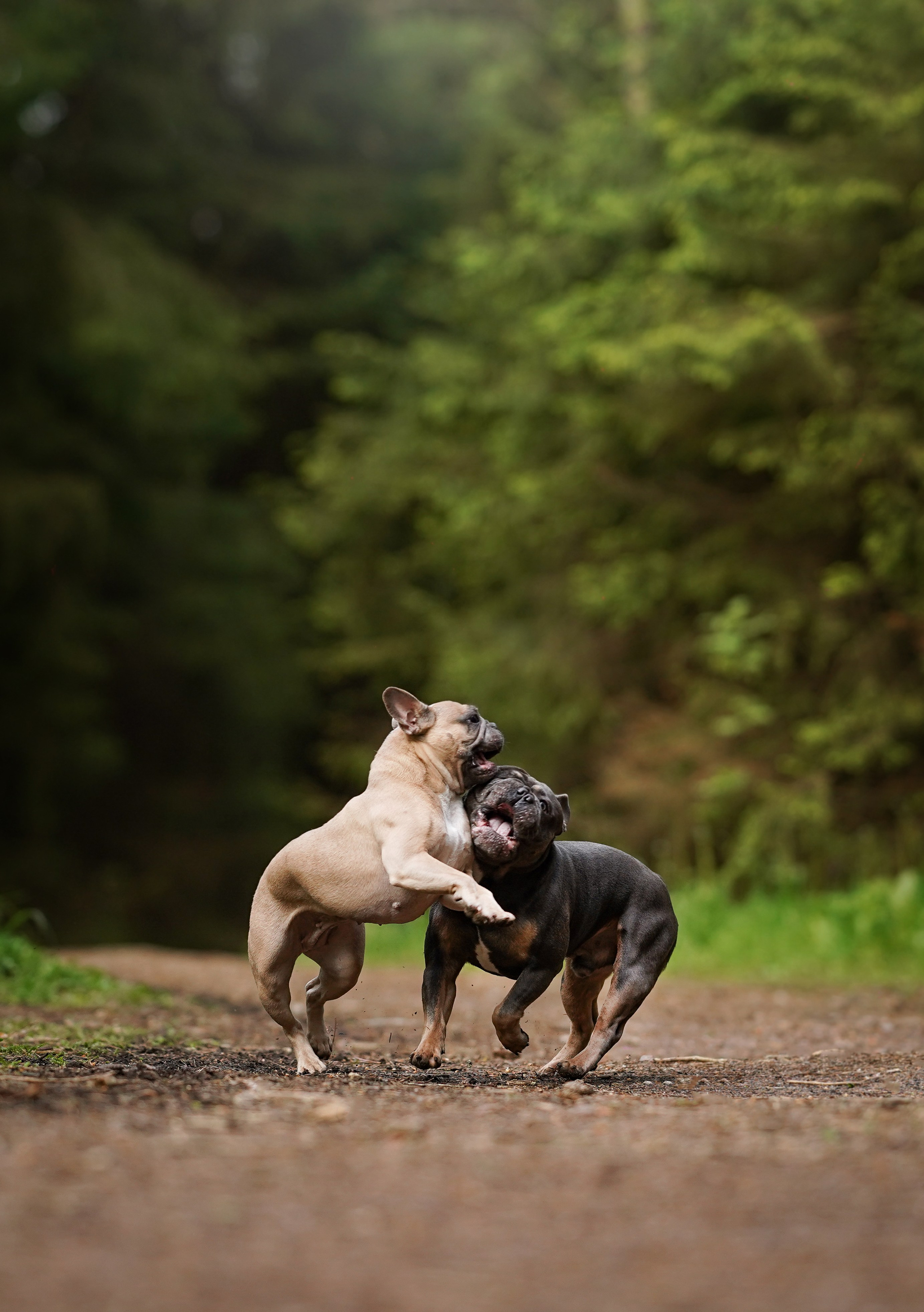 Юлия Петя и Моника. Фотограф-анималист в Санкт-Петербурге Яна Мартынова