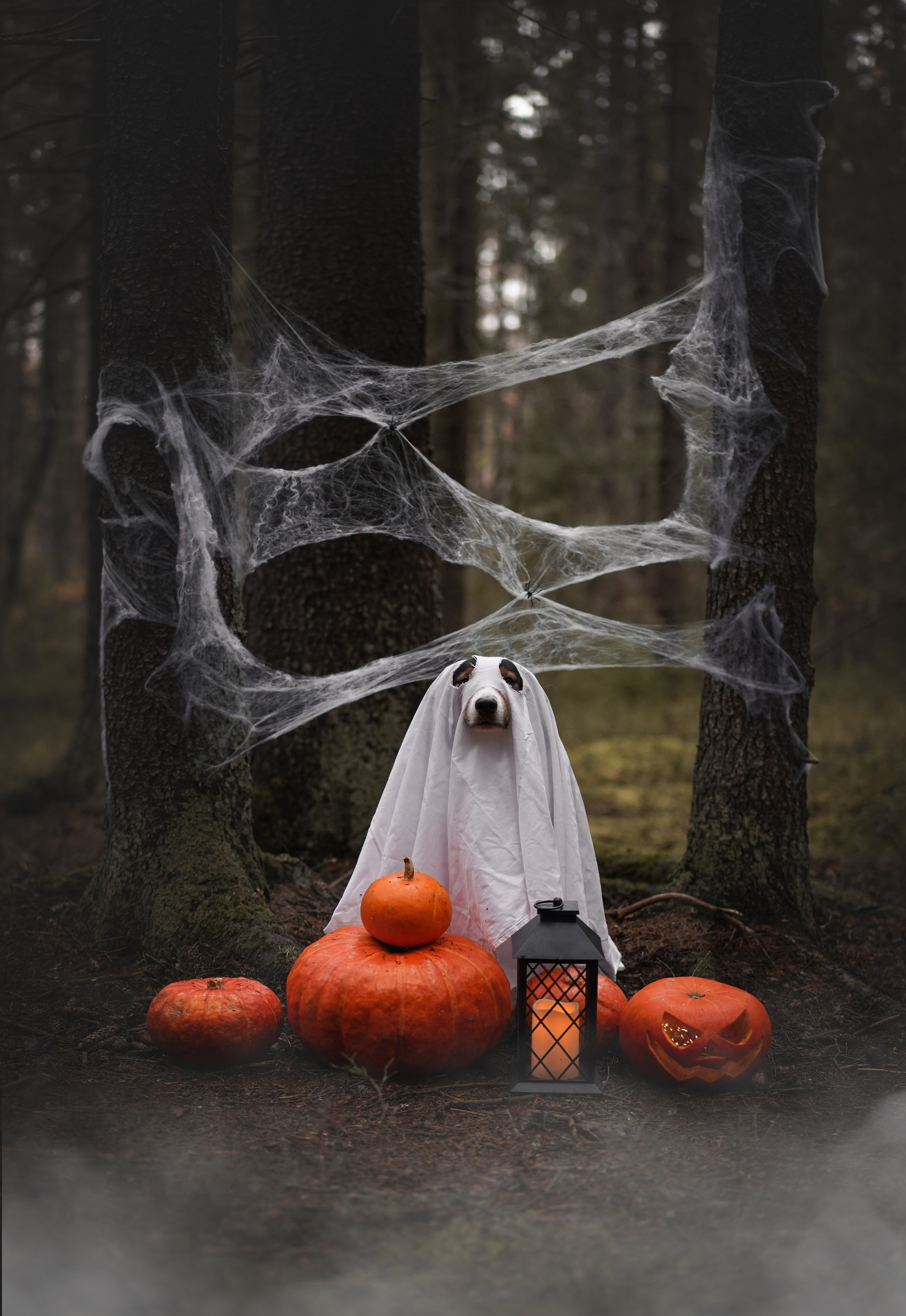 Аусси Хэллоуин 24. Фотограф-анималист в Санкт-Петербурге Яна Мартынова