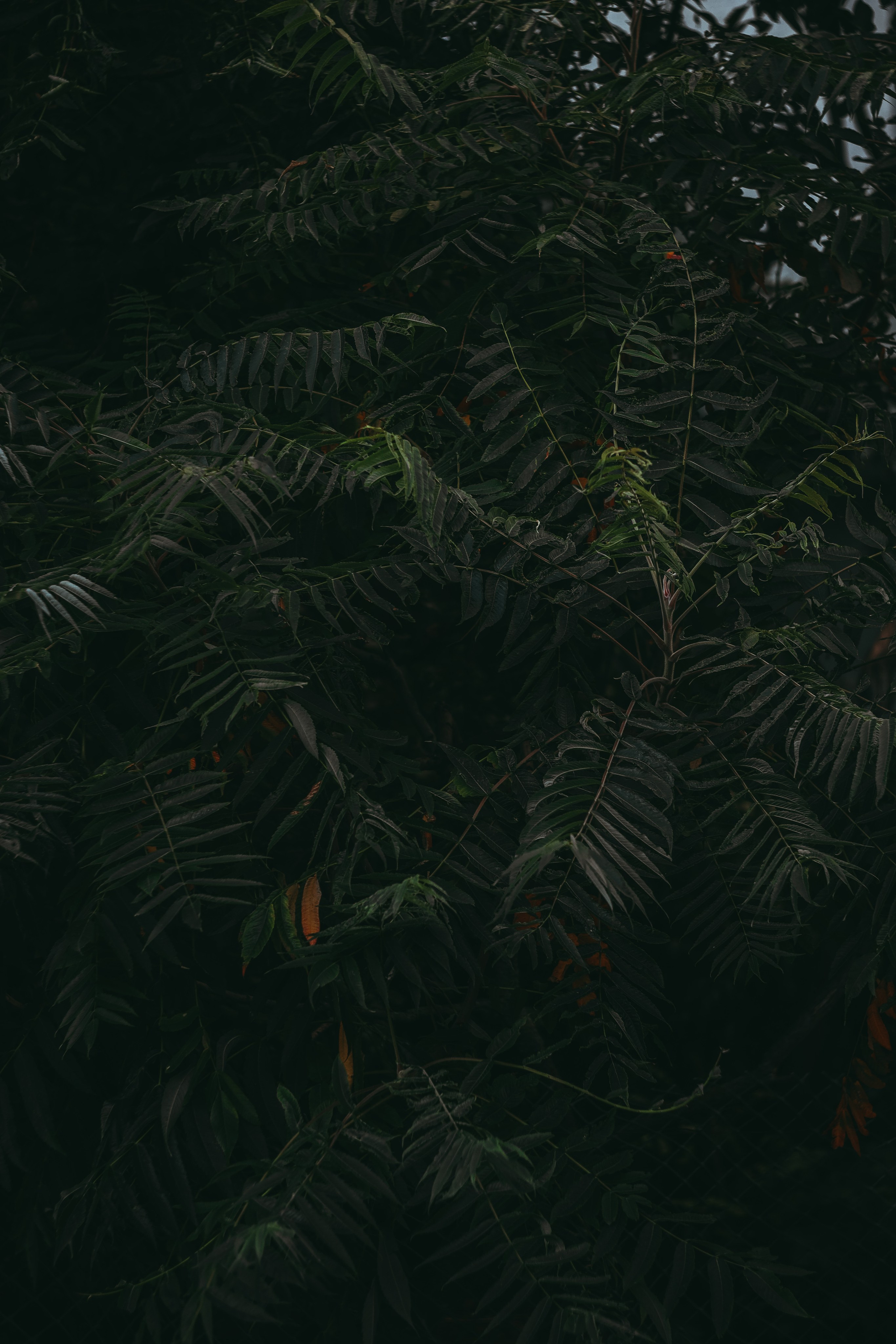 Т Е П Л Ы Й — З Е Л Е Н Ы Й. — Digital Noise —