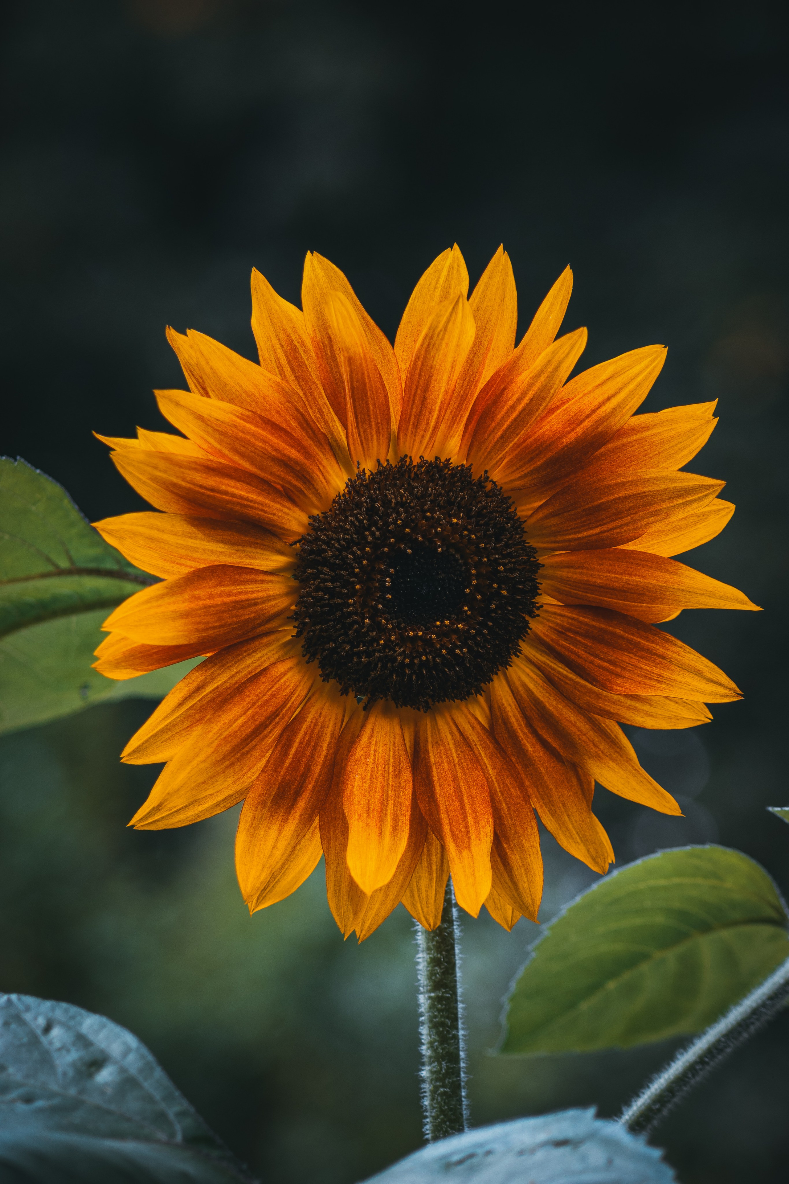 Р А С Т Е Н И Я. — Digital Noise —