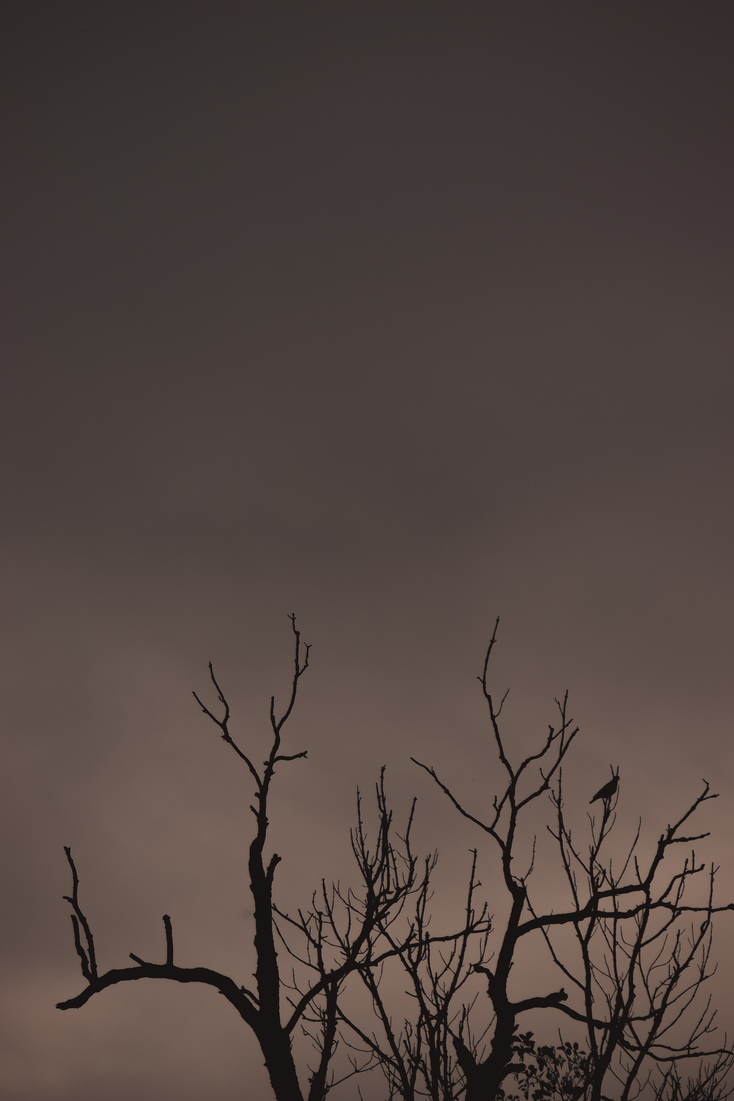 С Е П И Я. — Digital Noise —