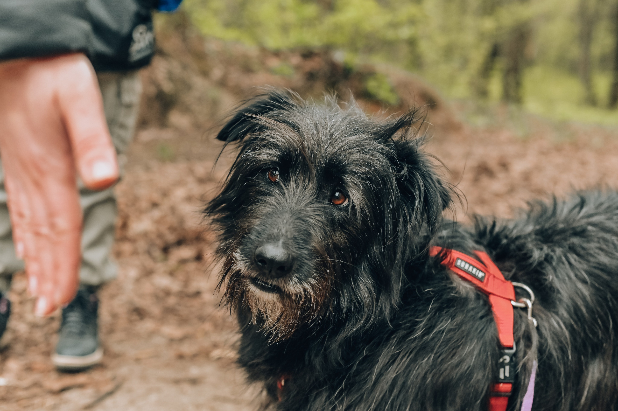 Занятие с кинологом. Семейный и репортажный фотограф в Москве Анастасия Трубкина
