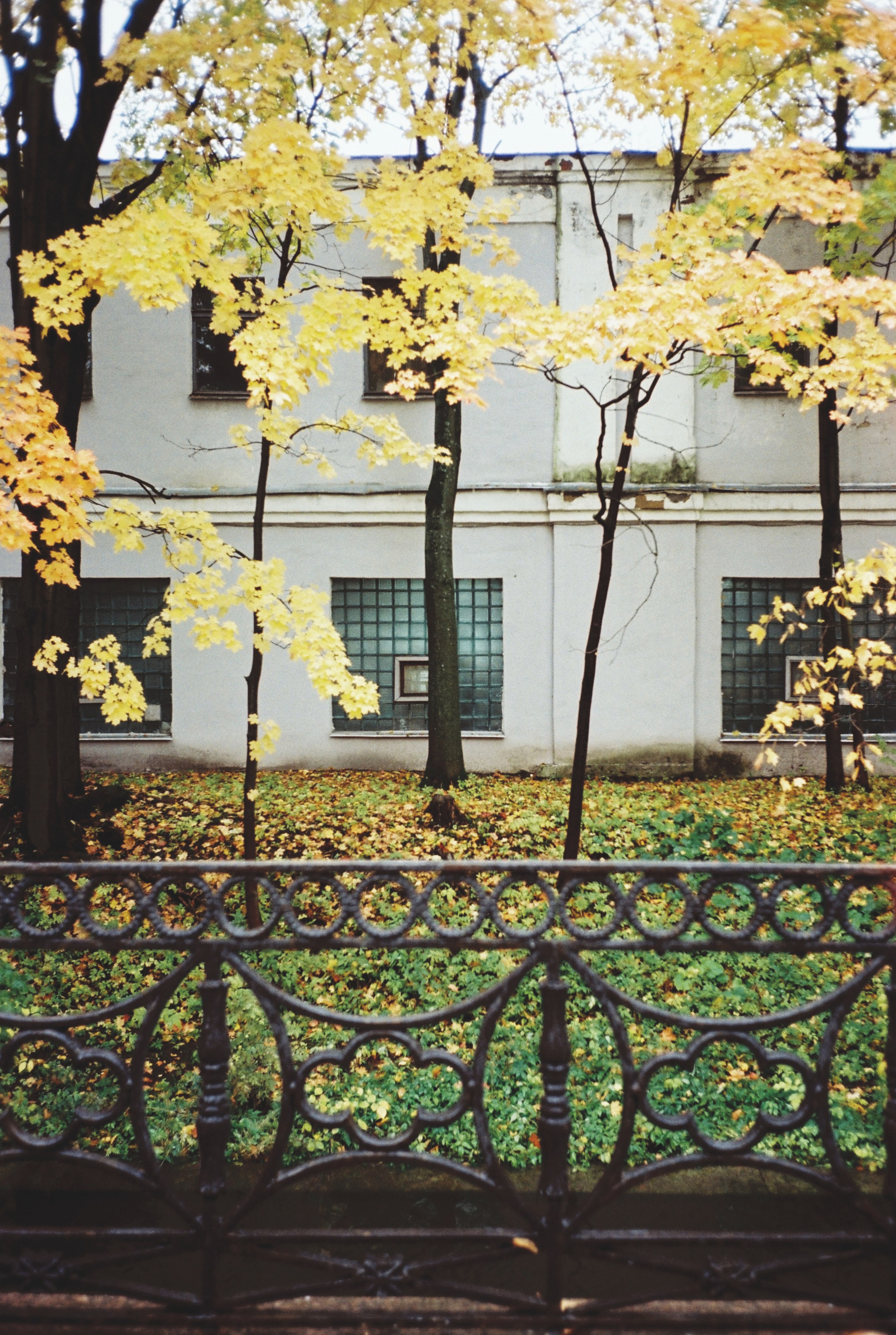 Фотографии цветные. Свадебный и семейный пленочный фотограф в Петербурге Истомина Ирина