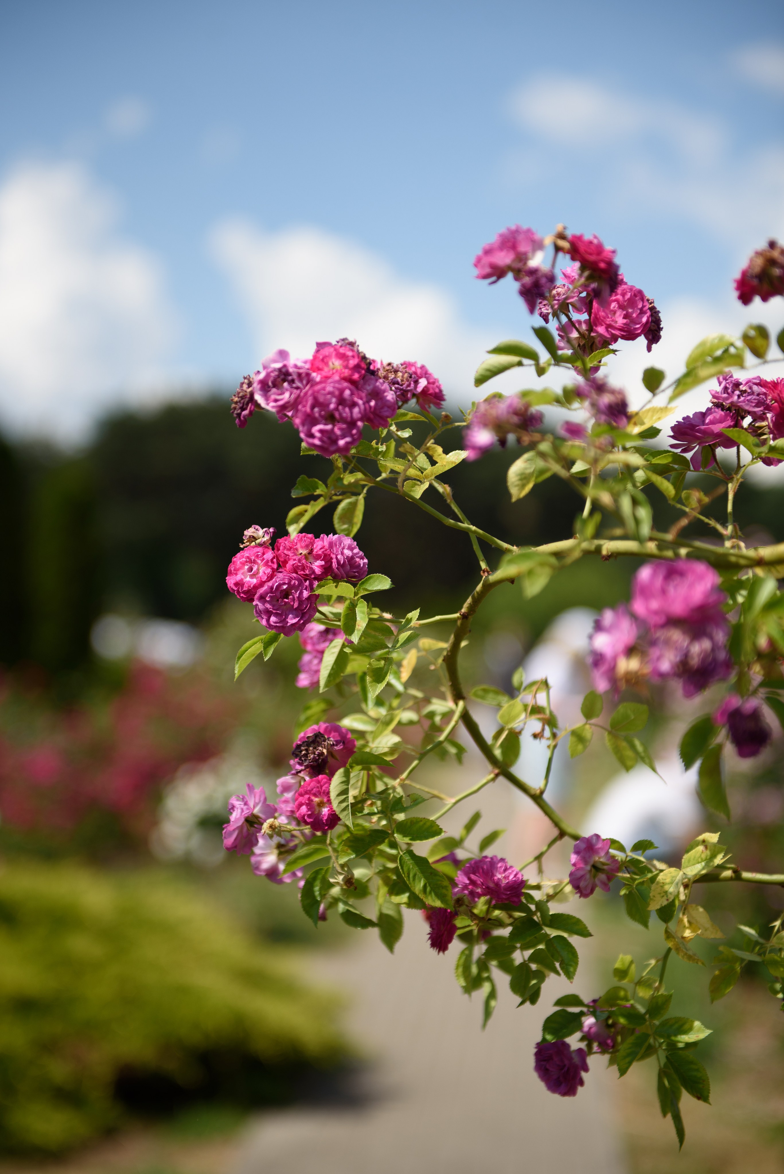 Прогулка по Минску. Анна Боровикова, фотограф Пушкино