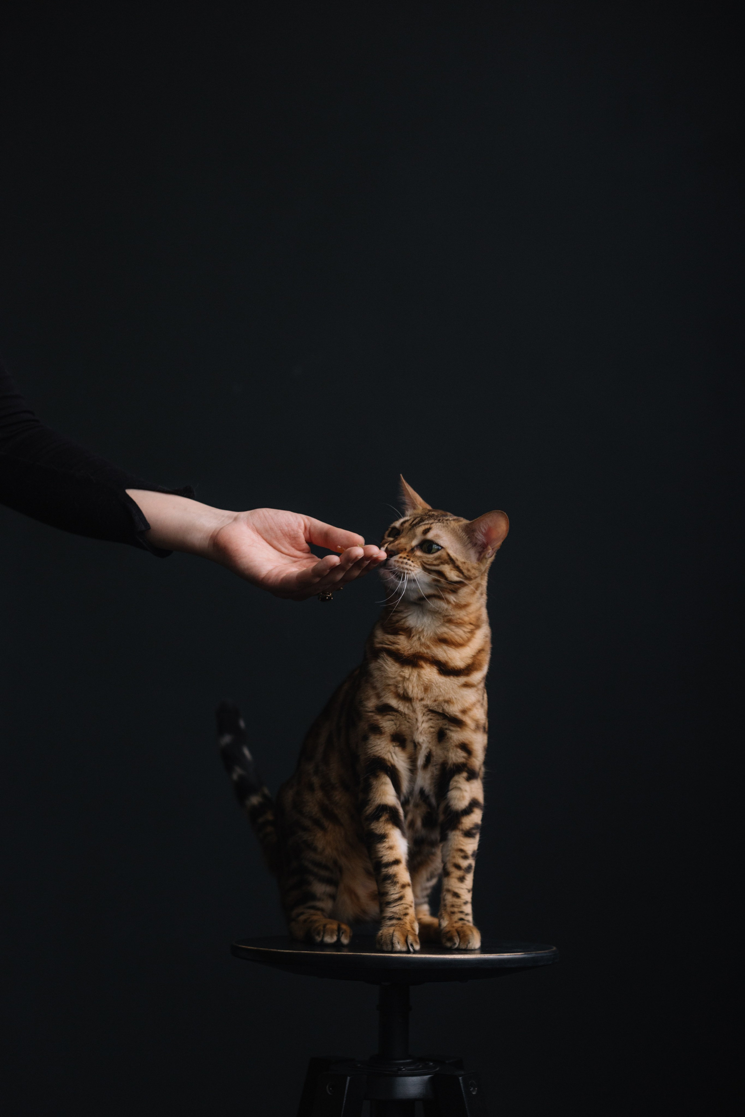 Мила и Моана. Семейный фотограф в Волгограде Надежда Головко