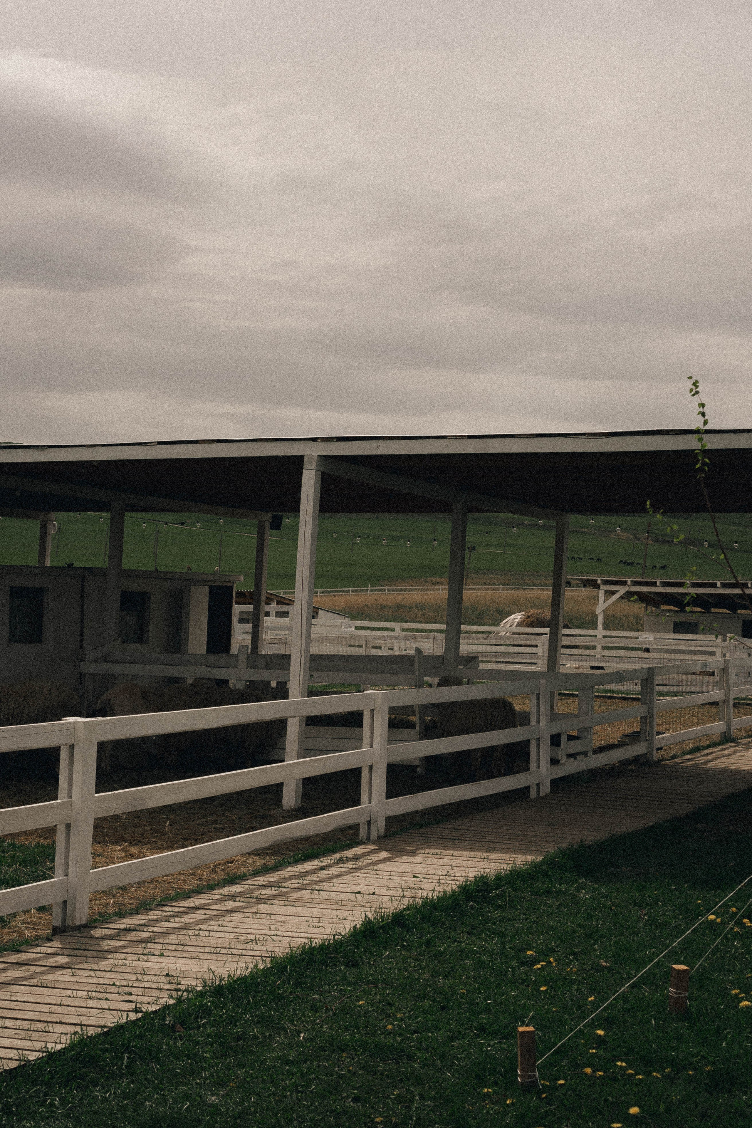 Ферма Альпак. Профессиональный фотограф, Санкт-Петербург — Виктория Богомолова