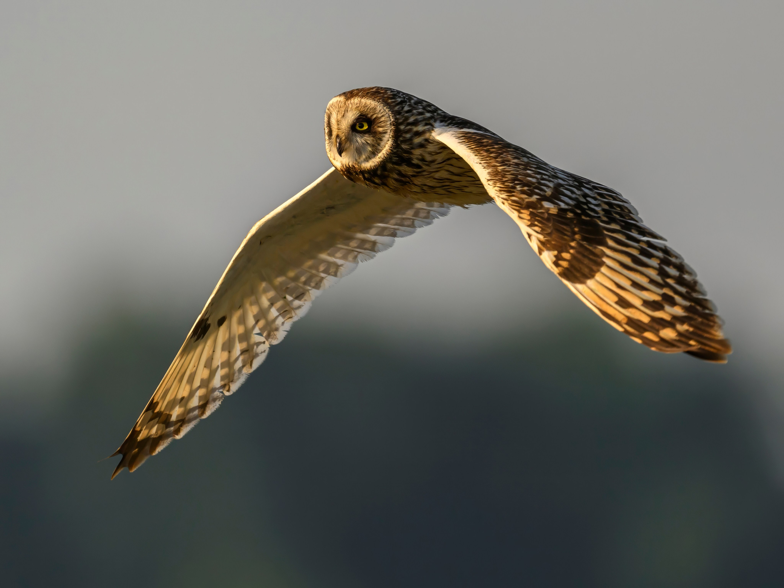 Совы на рассвете. Фотограф Сергей Пупонин