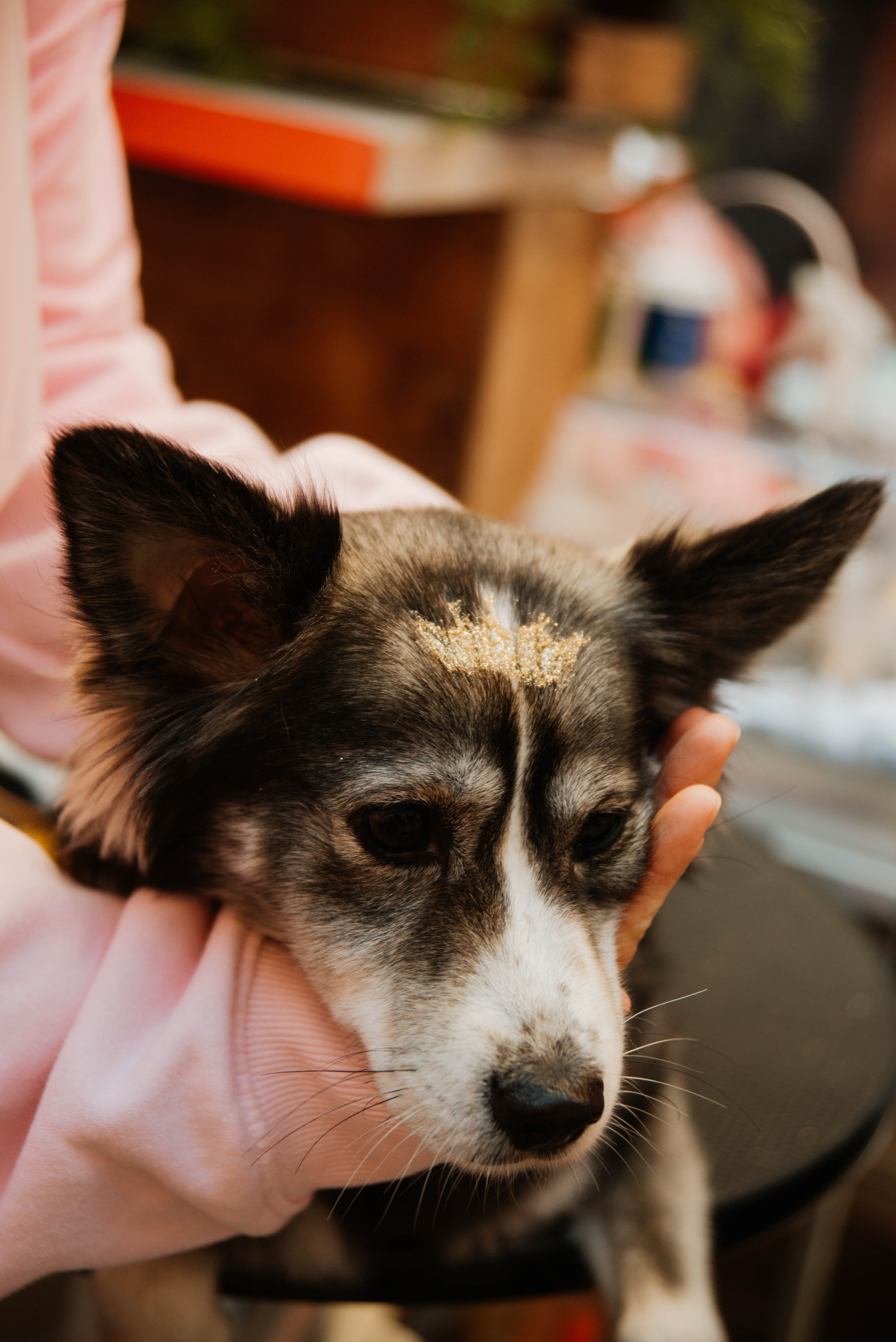 Дог-вечеринка на летнике «Кутёж». Ксения Glossa. Портретный и репортажный фотограф в Самаре