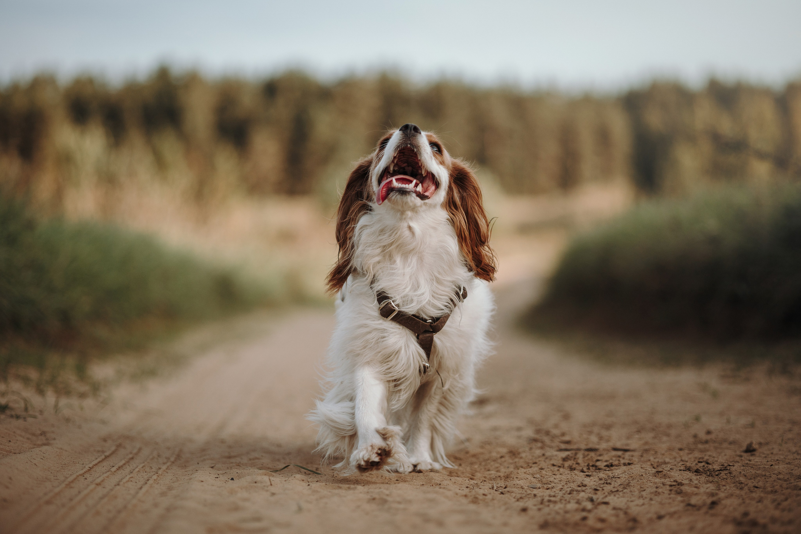 Влада и Белла. Фотограф — Анималист | Санкт-Петербург
