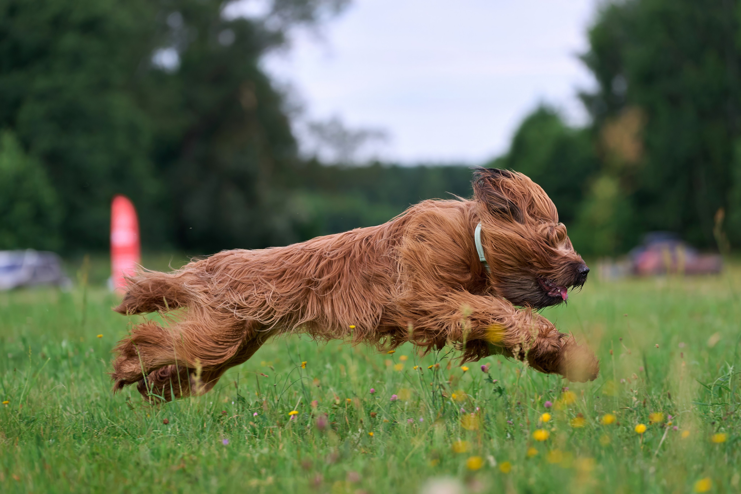 Тренировка по курсингу в Донино. Фотограф-анималист Михаил Манухин