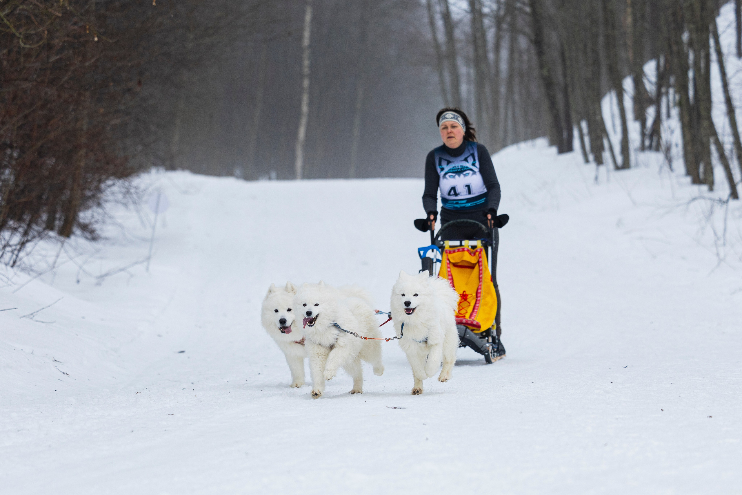 Зимний Чемпионат Санкт-Петербурга по ездовому спорту. Фотограф-анималист Анна Маринич