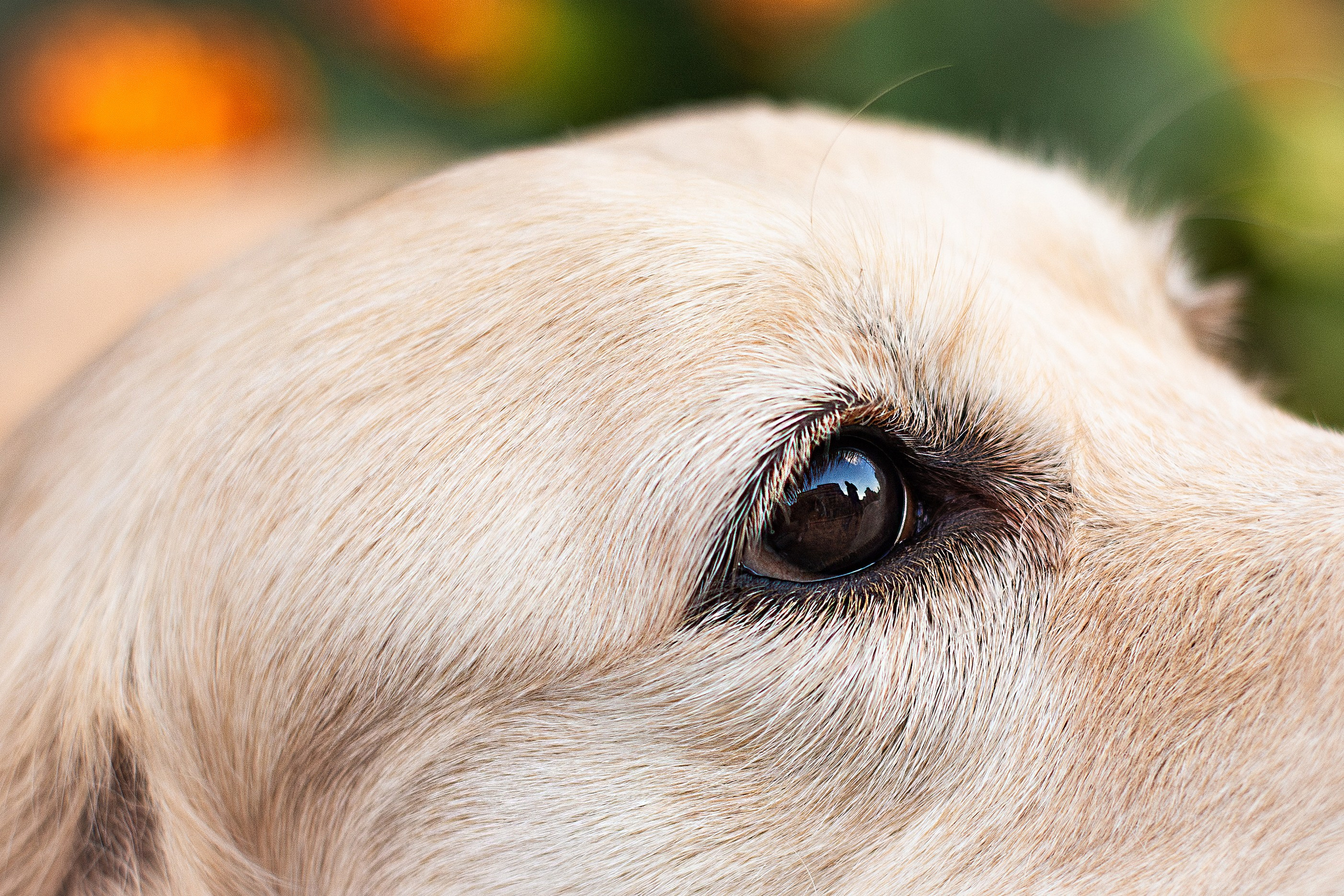 Юля и Мэй. Фотограф-анималист Мария Баркевич | Москва